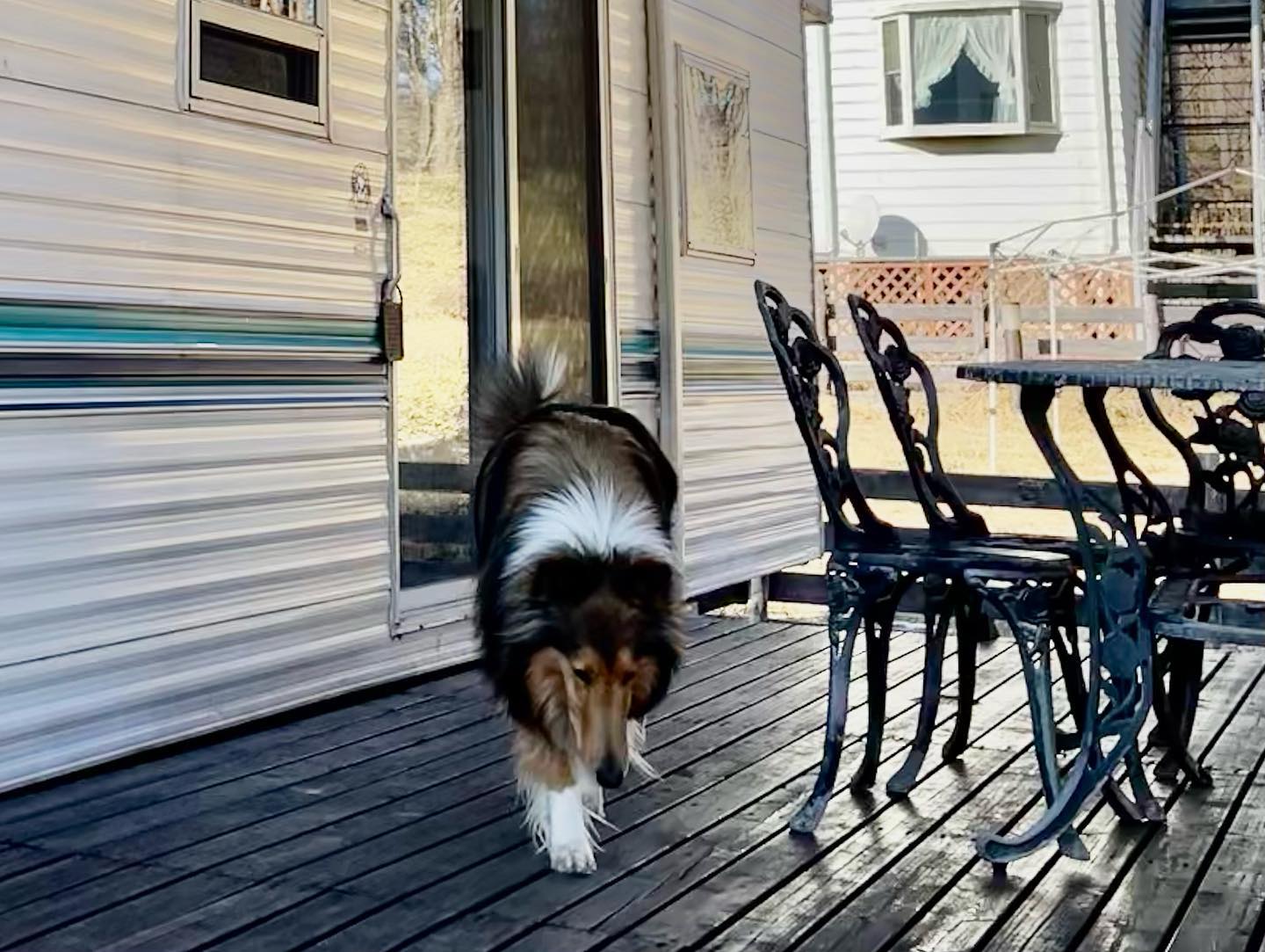 へそてん犬 Explore Facebook