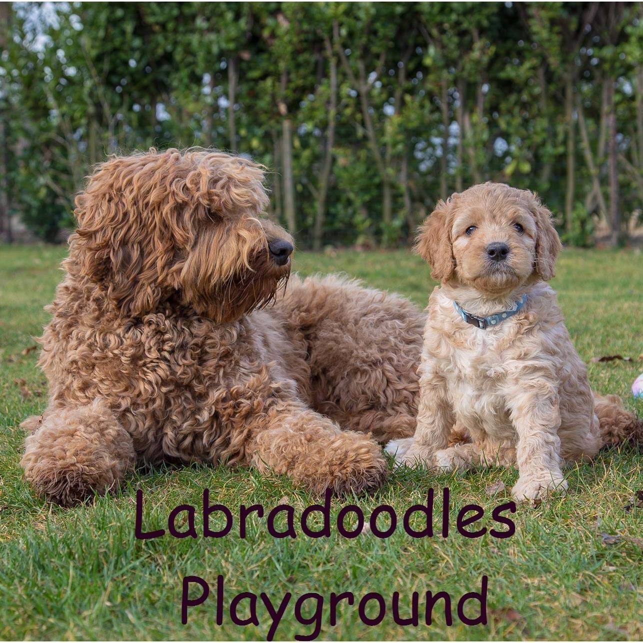 Ze worden met de dag dapperder 🐾💛 Onze kleine avonturiers ontdekken nu ...