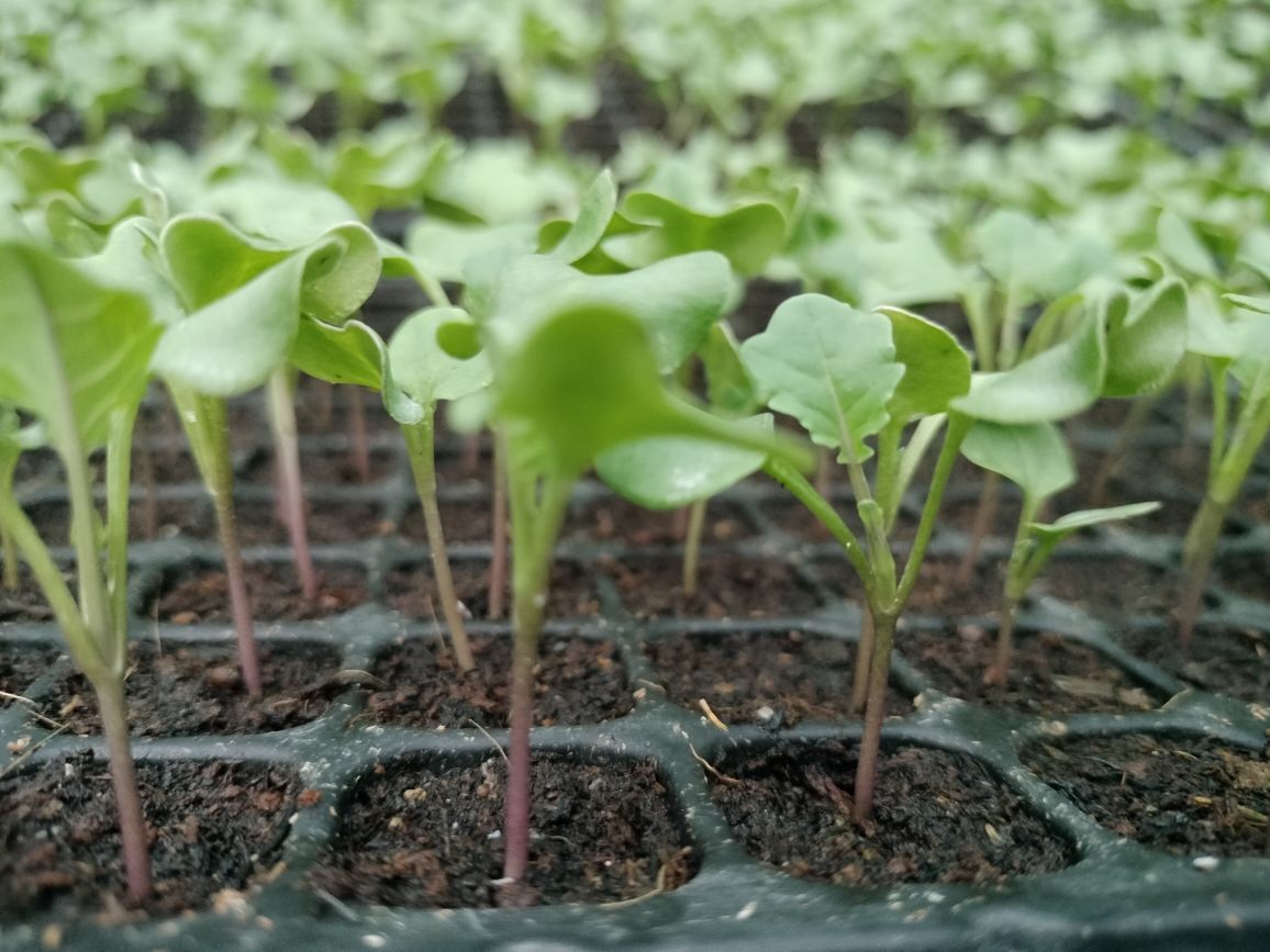 Buguias Vegetable seedling production | Buguias