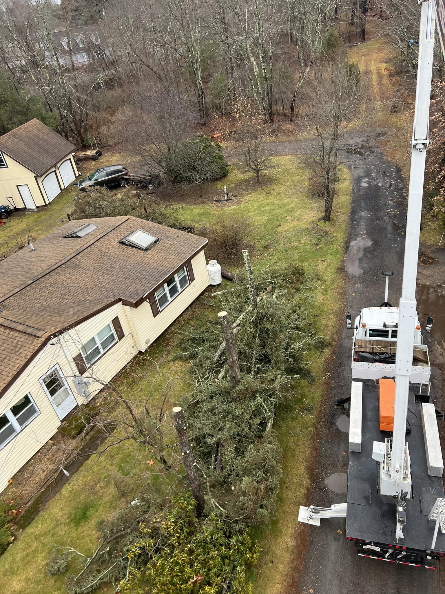 One tree up rooted just clipping... - J Bonin Tree Services