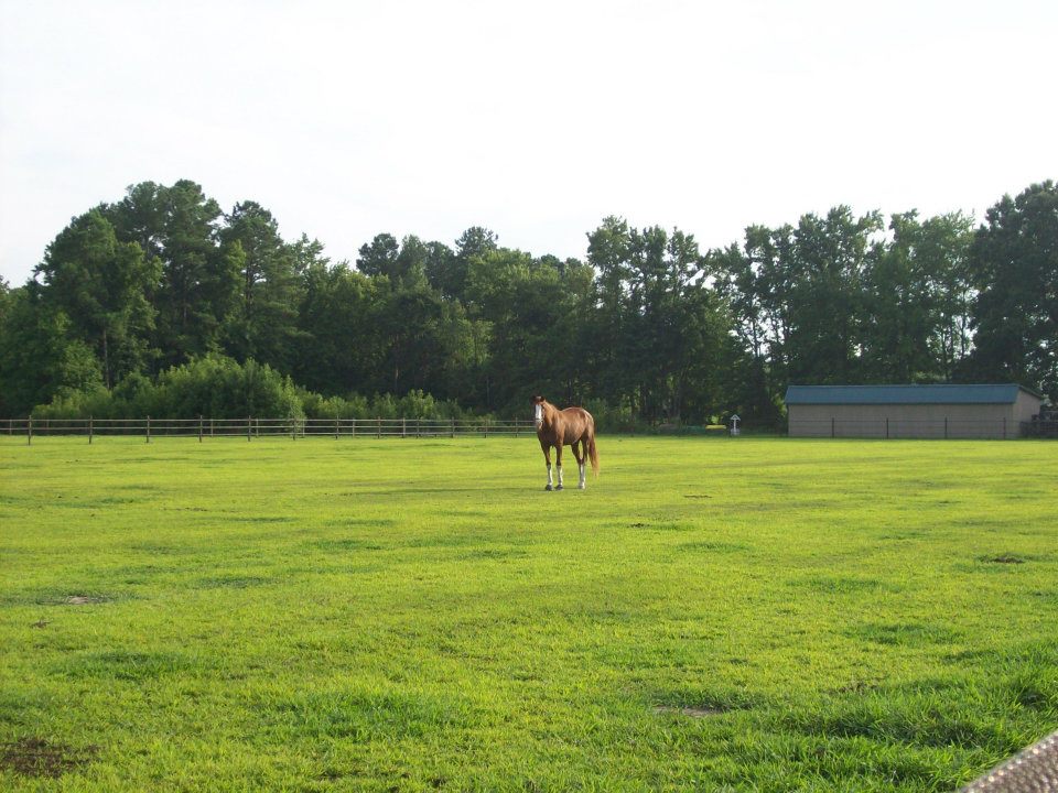 Ridge Farm Inc - horse retirement farm