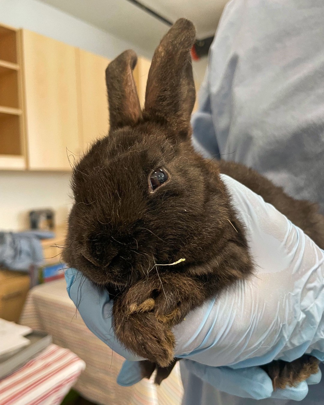 PNW Pet Rabbit Rescue