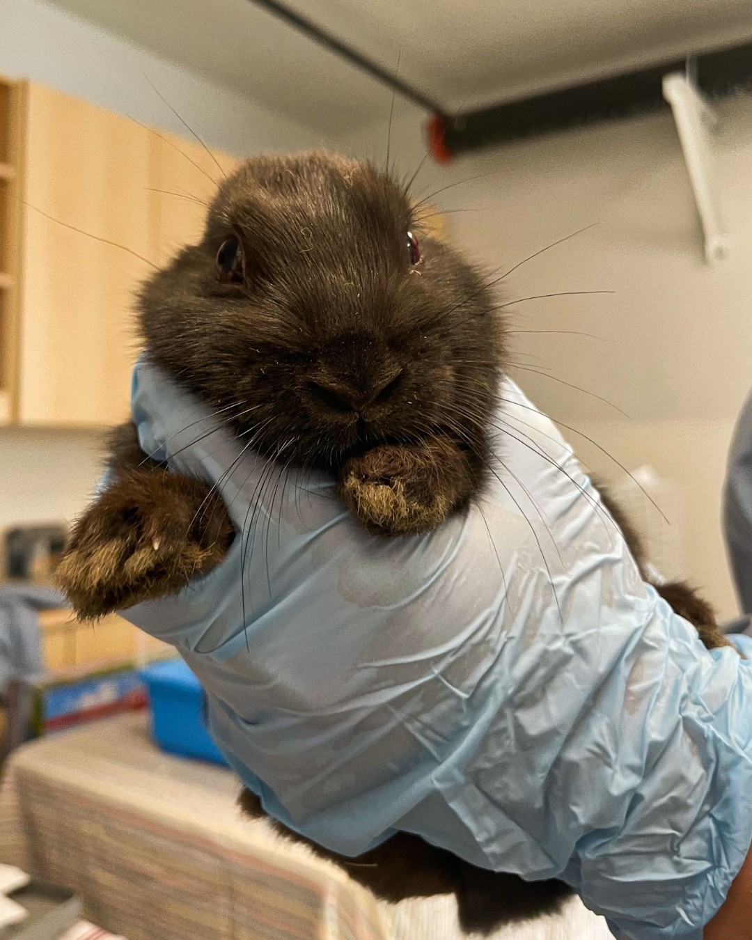 PNW Pet Rabbit Rescue