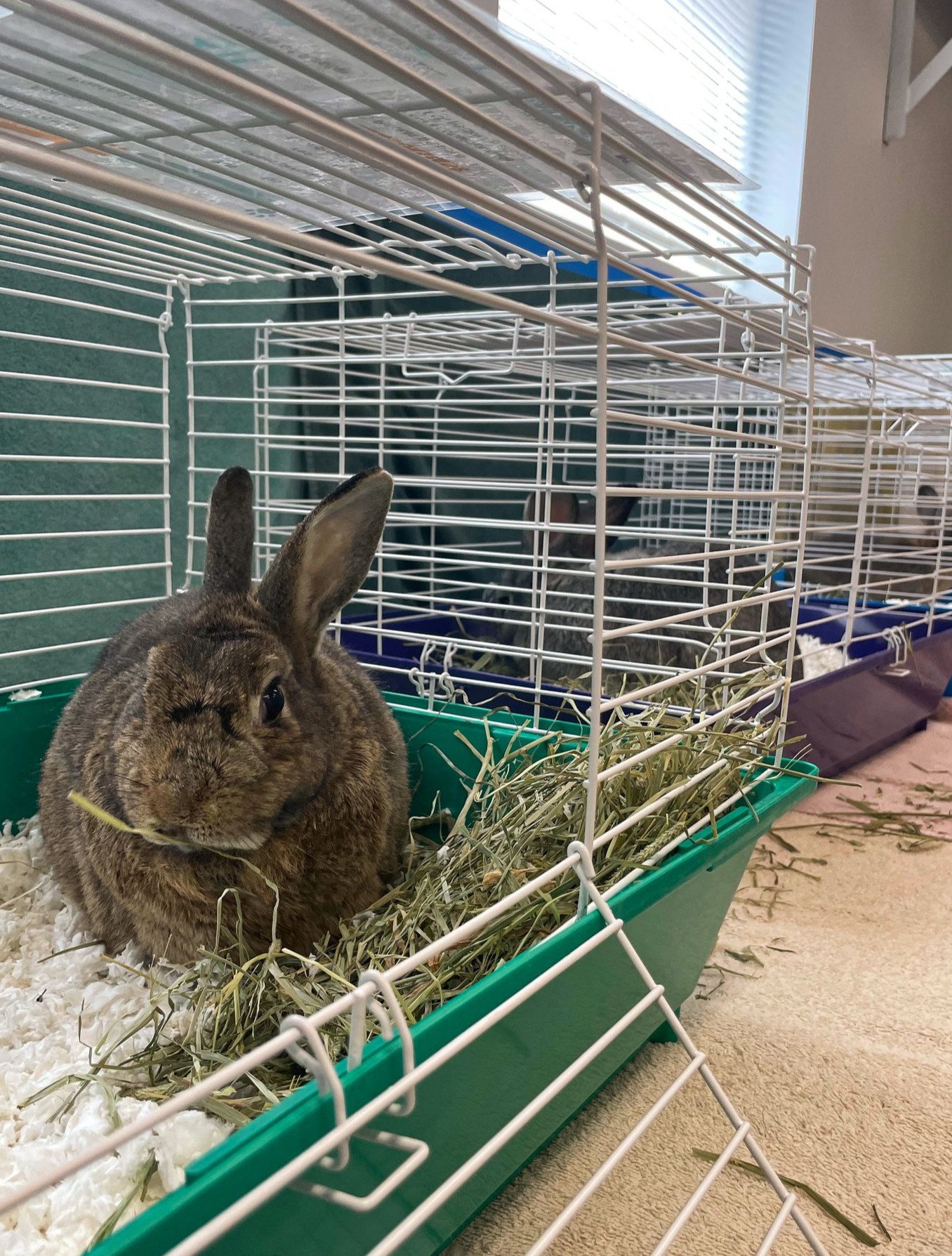PNW Pet Rabbit Rescue
