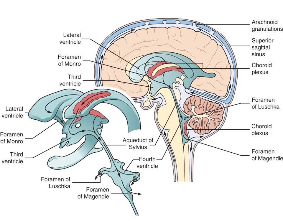 Neurosurgery - Cerebrospinal fluid (CSF) The cerebrospinal fluid (CSF ...
