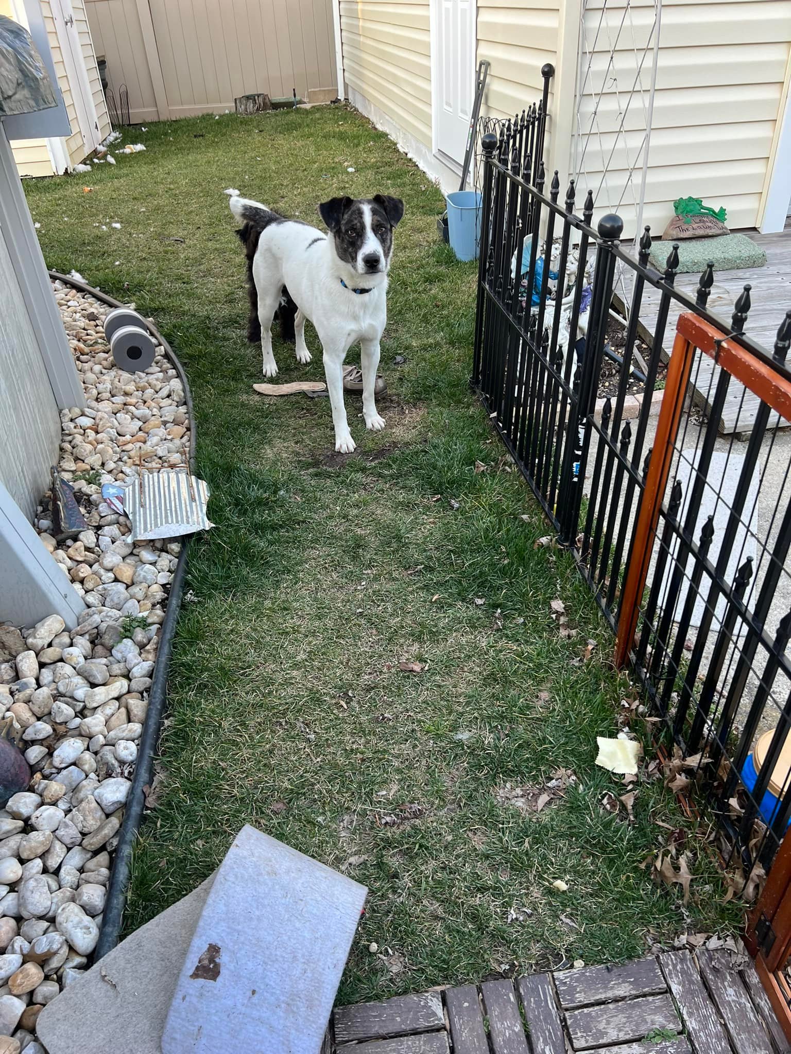 Meet Apollo This sweet gentle big boy... - The Riley Rescue | Facebook