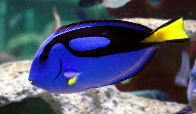 MemFish - MemFish In May! Attention....... Attention...... Don’t forget ...