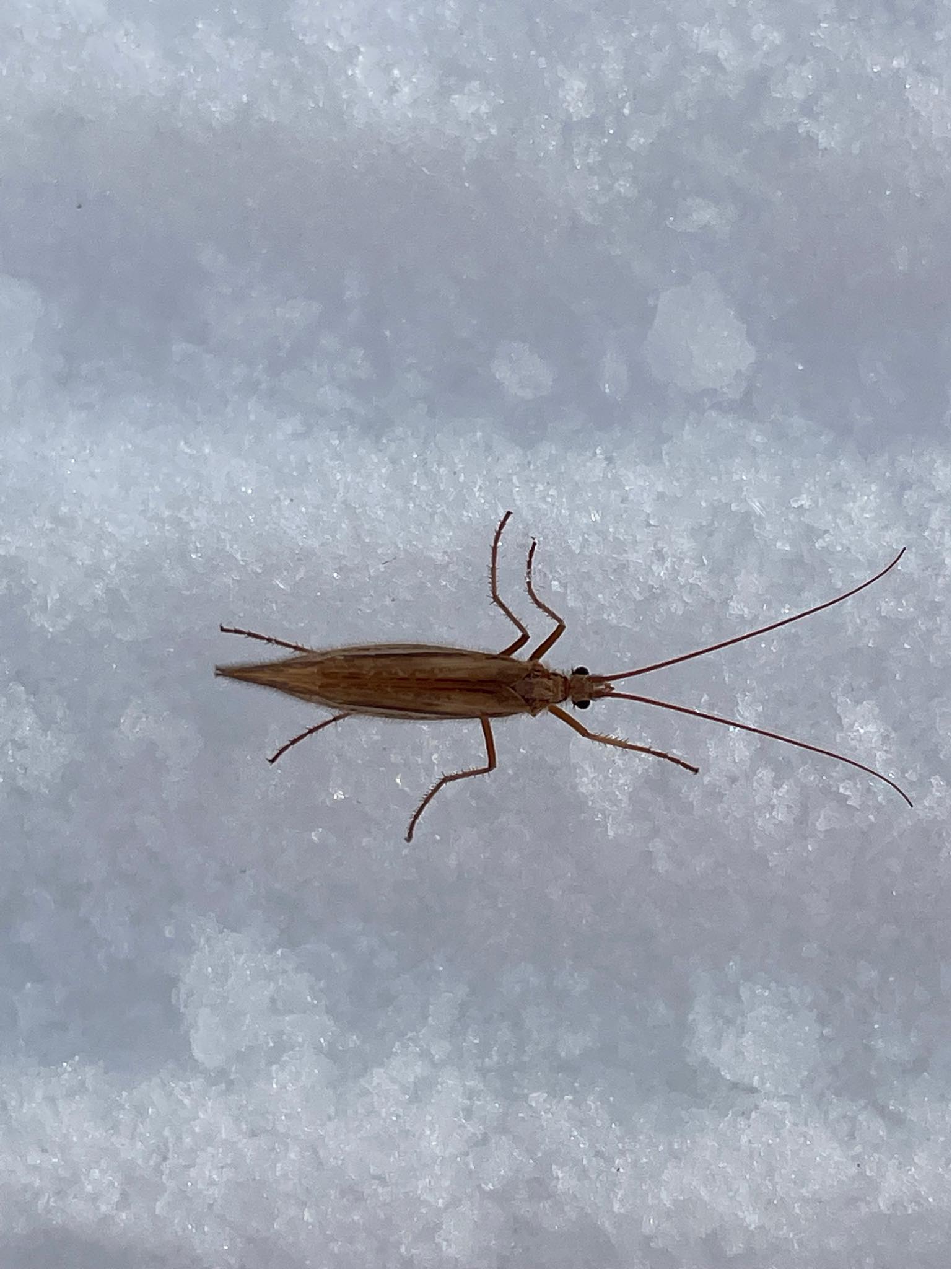 Look at this little guy! His name is Yukimushi 雪虫, which