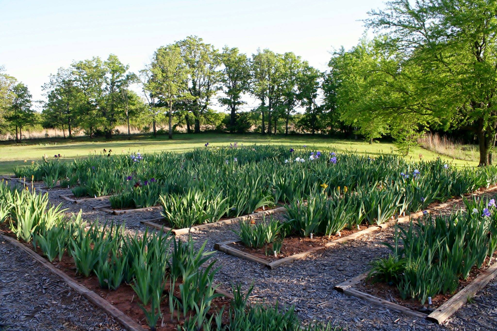 M&M Iris Garden | Tecumseh OK