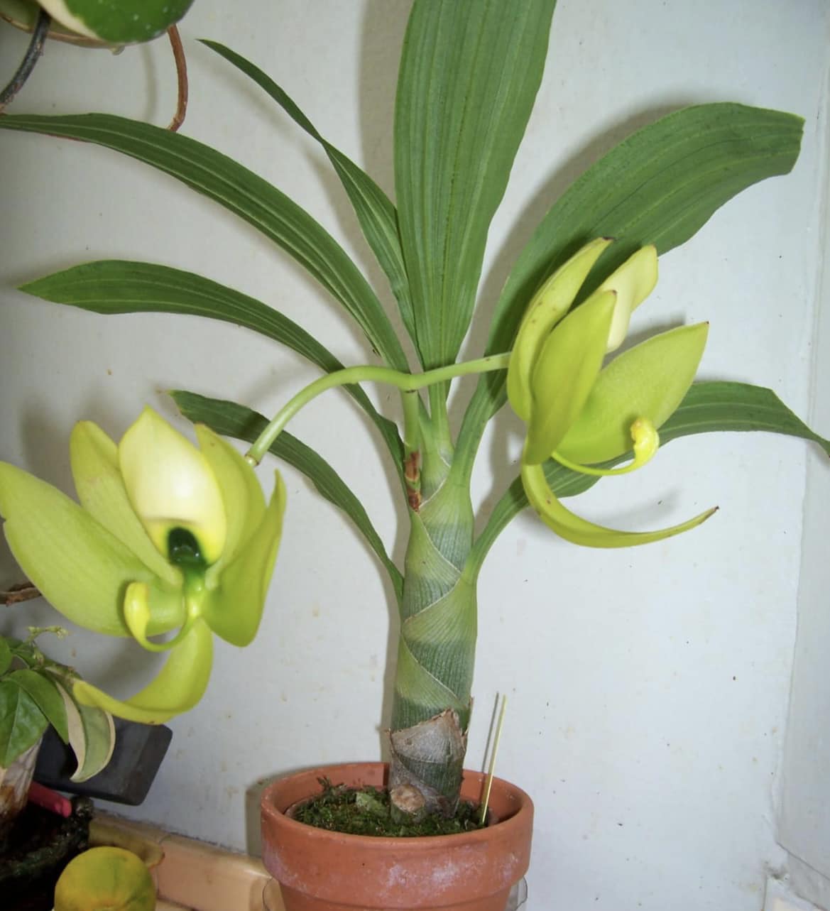 Cycnoches Mass Confusion** (chlorochilon 'Giant Swan' x