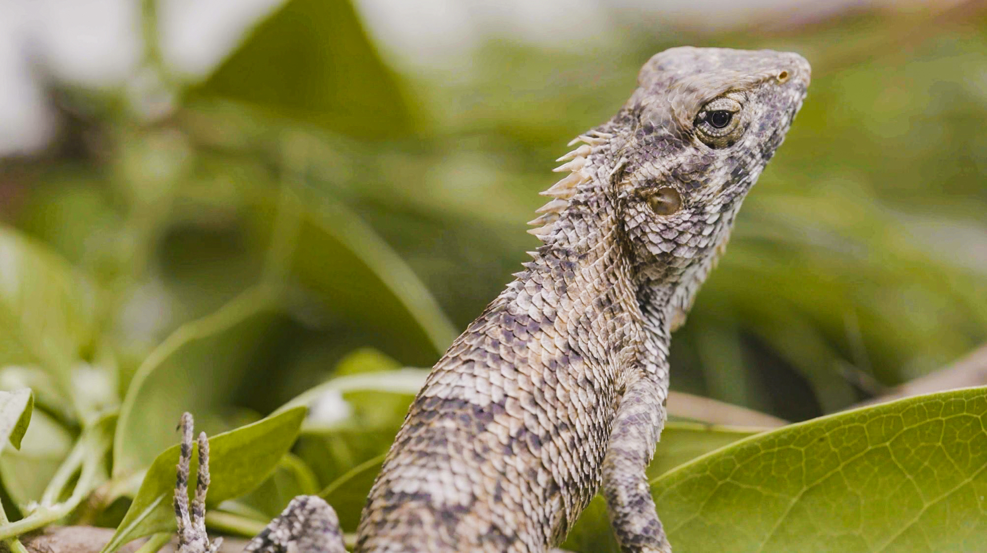Born to Be Wild - Ang mga Oriental Garden Lizard, kayang...