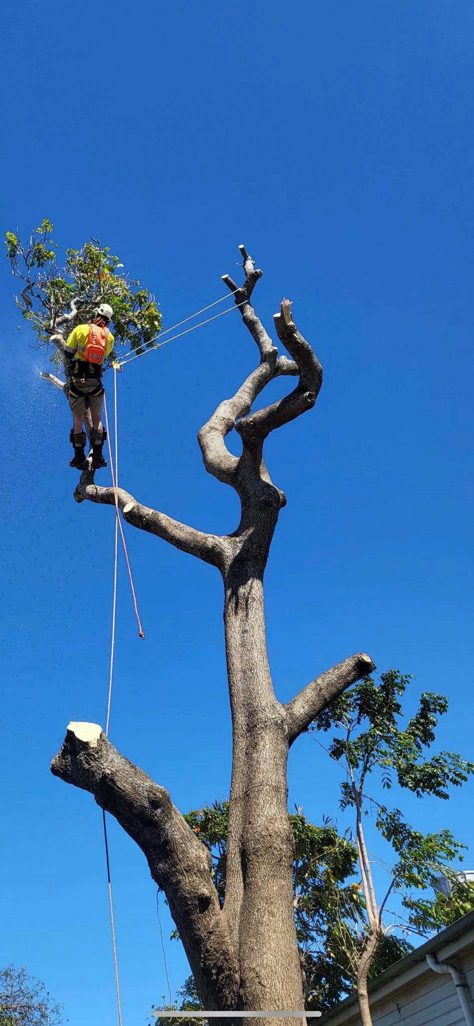 All Tree Works QLD | Bundaberg QLD