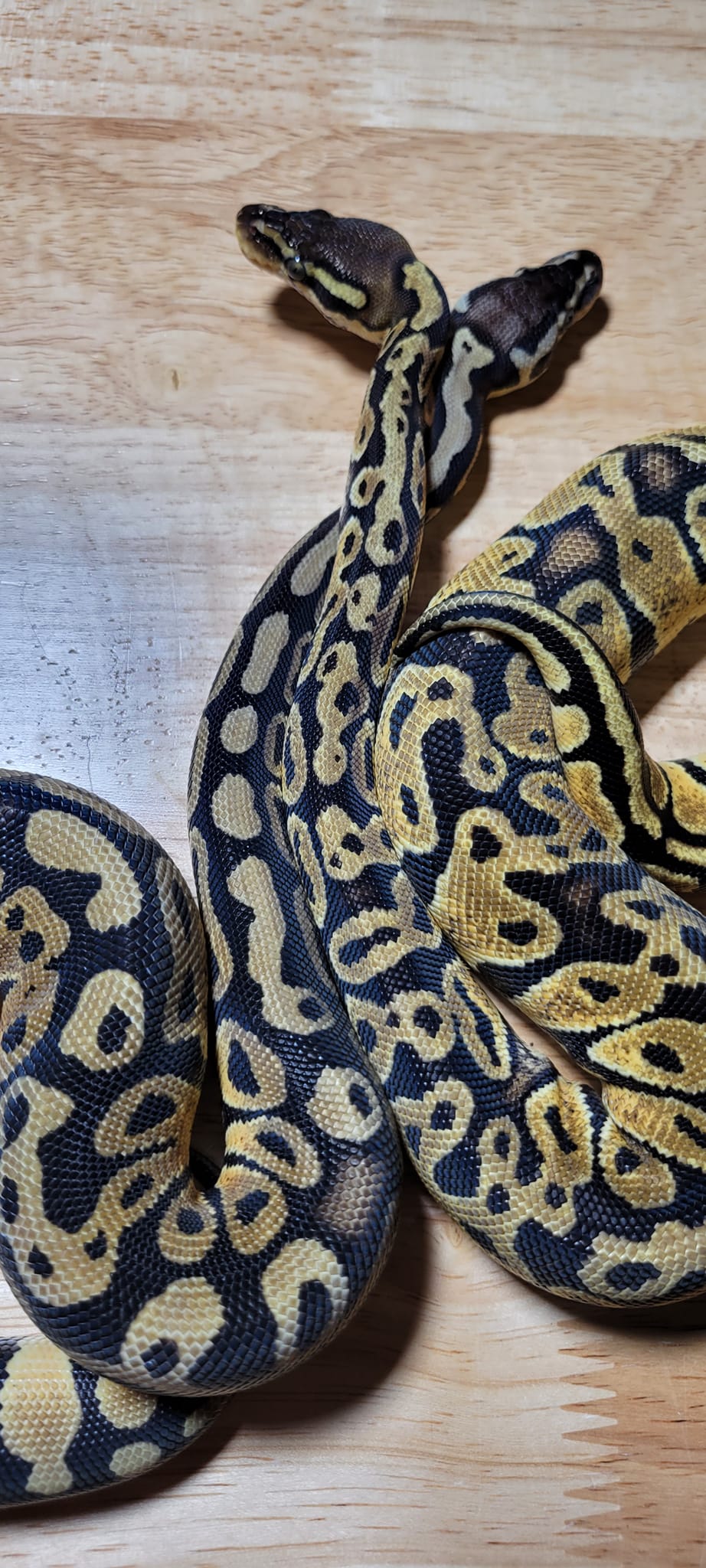So everyone knows they are 2 different snakes. And don't even look
