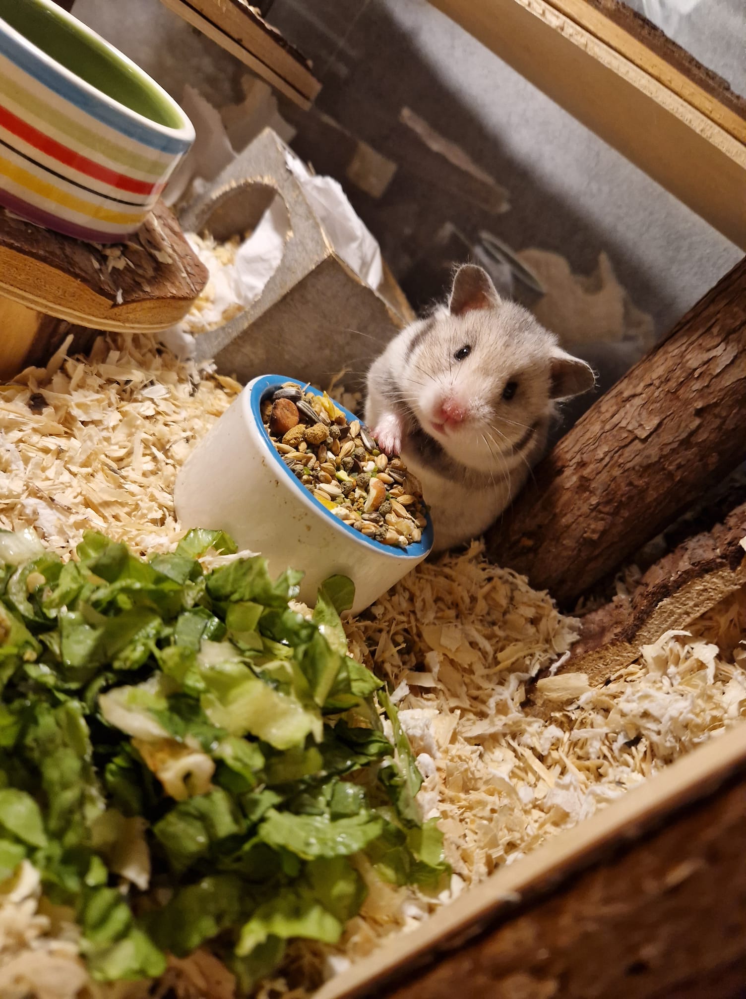 Hangmatjes voor ratjes added a... - Hangmatjes voor ratjes