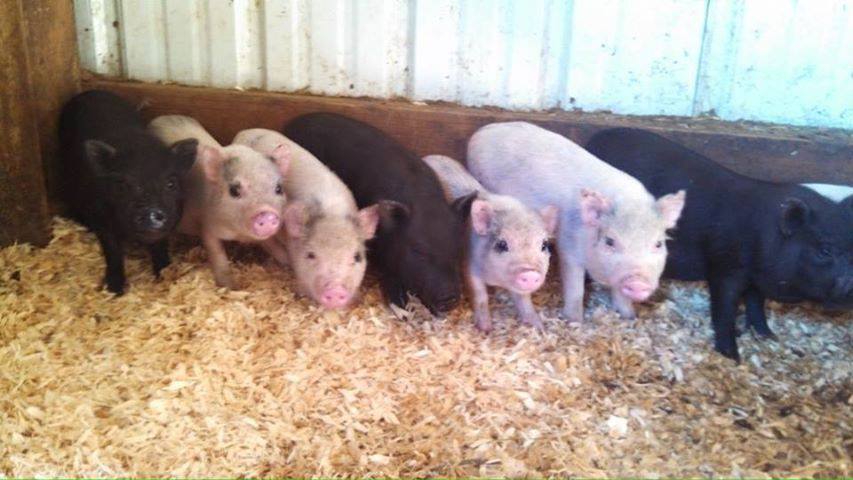 Freedom Acres Ranch
