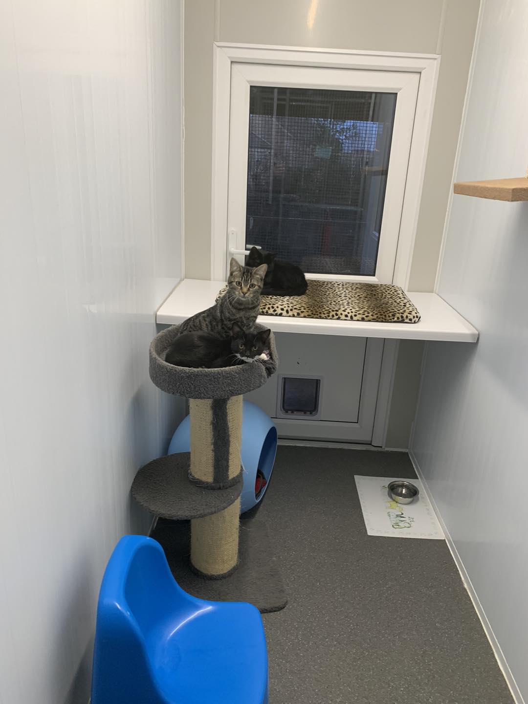 Padside Cattery - Padside Cattery added a new photo.
