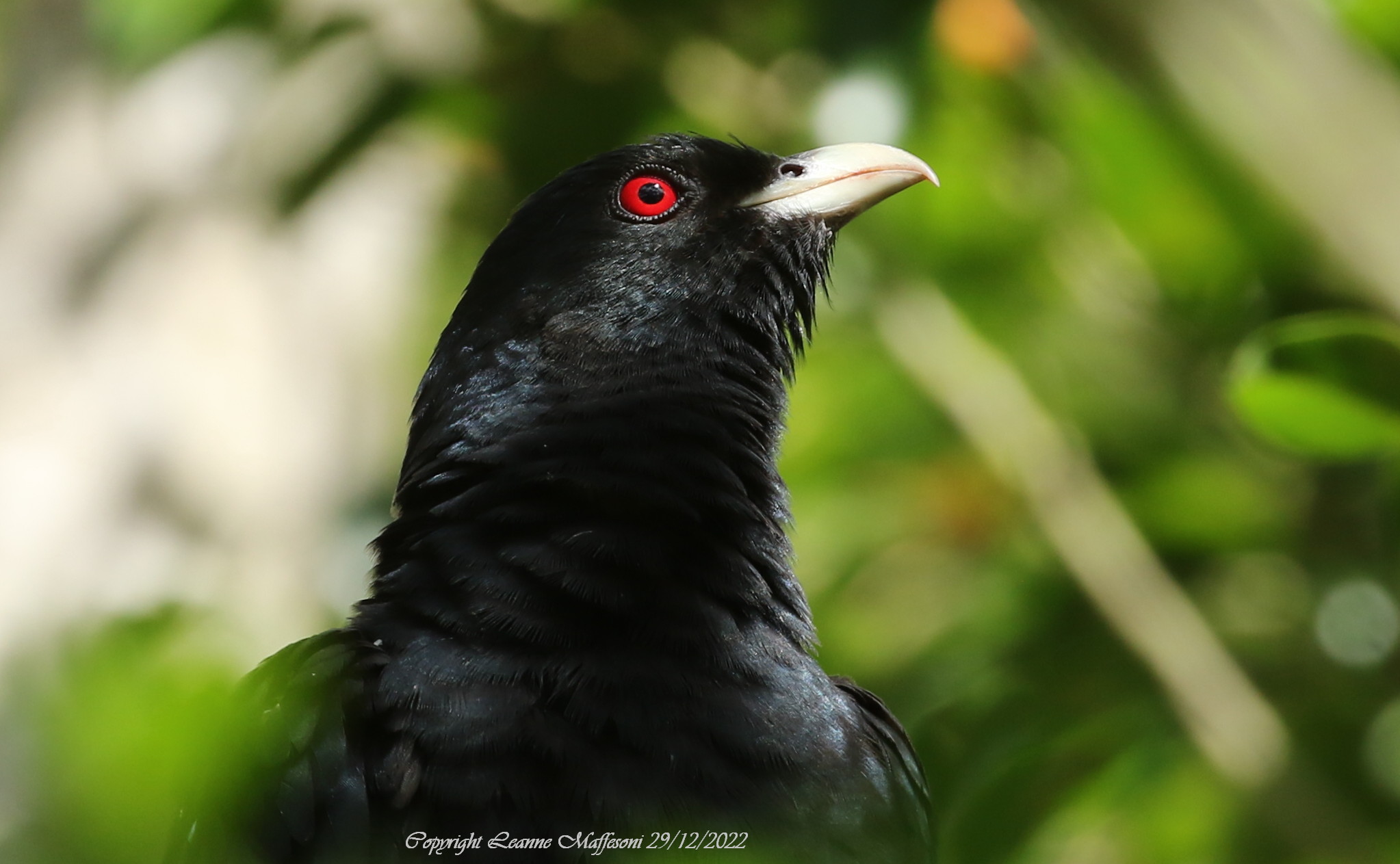 Eastern Pacific koel bird spotted in Salamander Bay