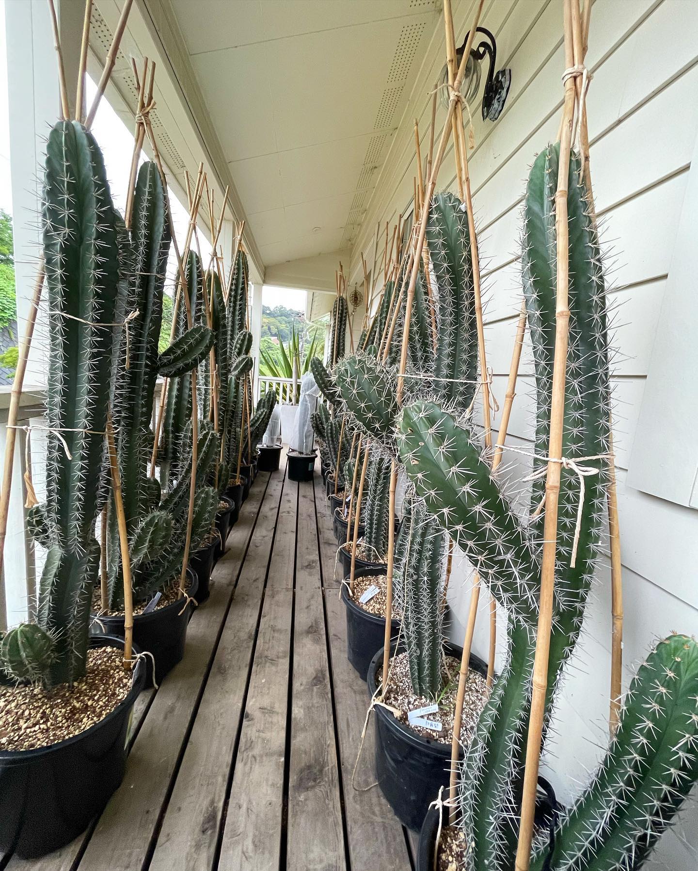 朝霧閣(Stenocereus pruinosus) フォルムが可愛いサボテンです✨ 関東