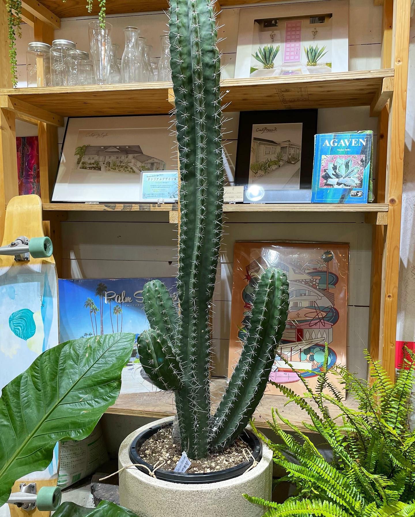 朝霧閣(Stenocereus pruinosus) フォルムが可愛いサボテンです✨ 関東