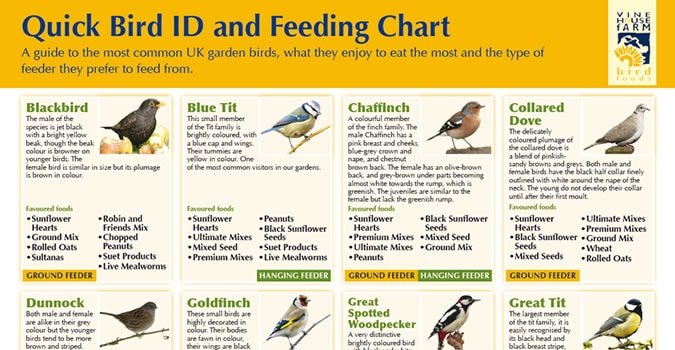 A Quick Guide to Feeding Wild Birds... - Infographics Archive | Facebook