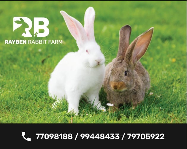 RayBen Rabbit Farm