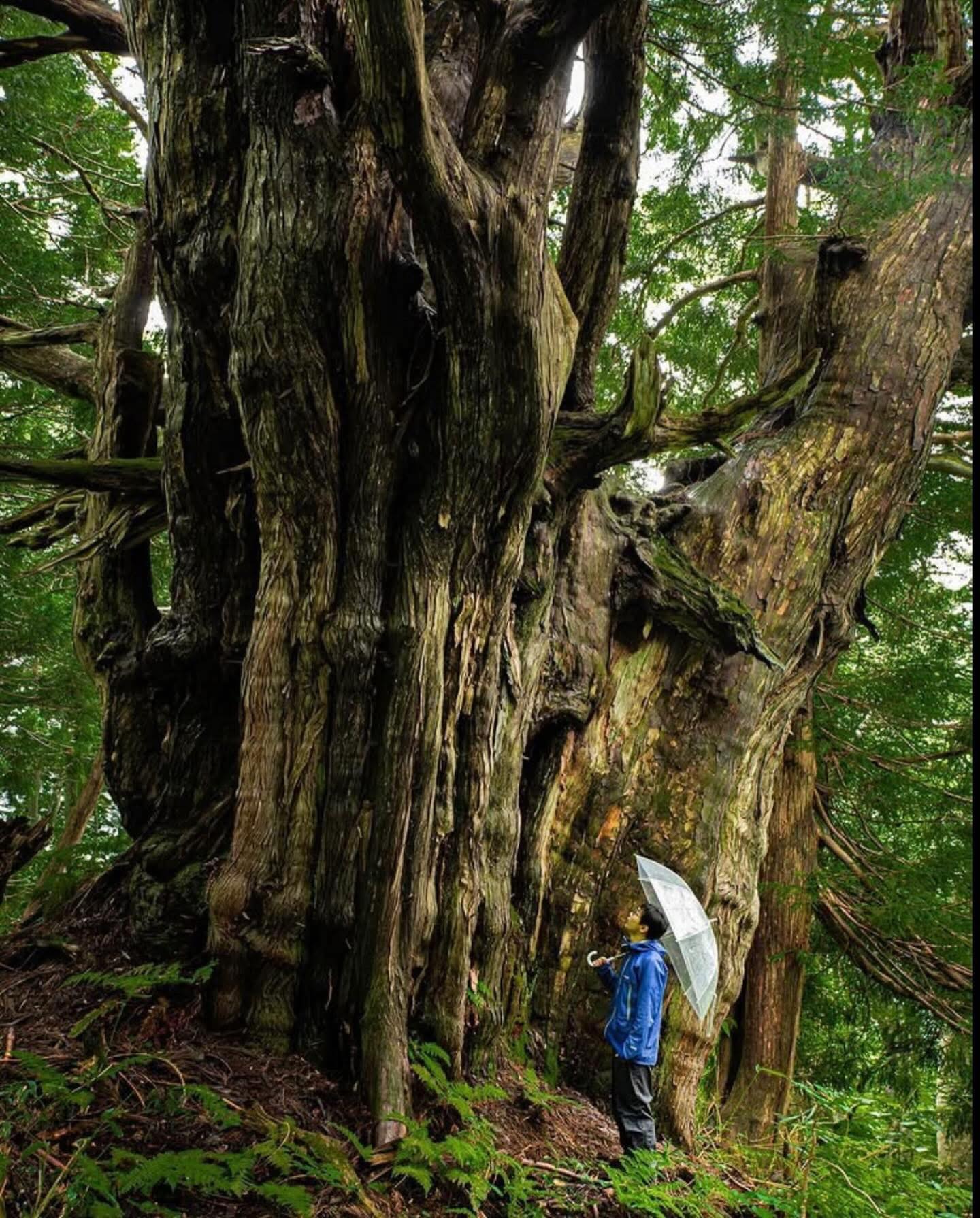 An Ancient Japanese cedar or Sugi (Cryptomeria japonica)