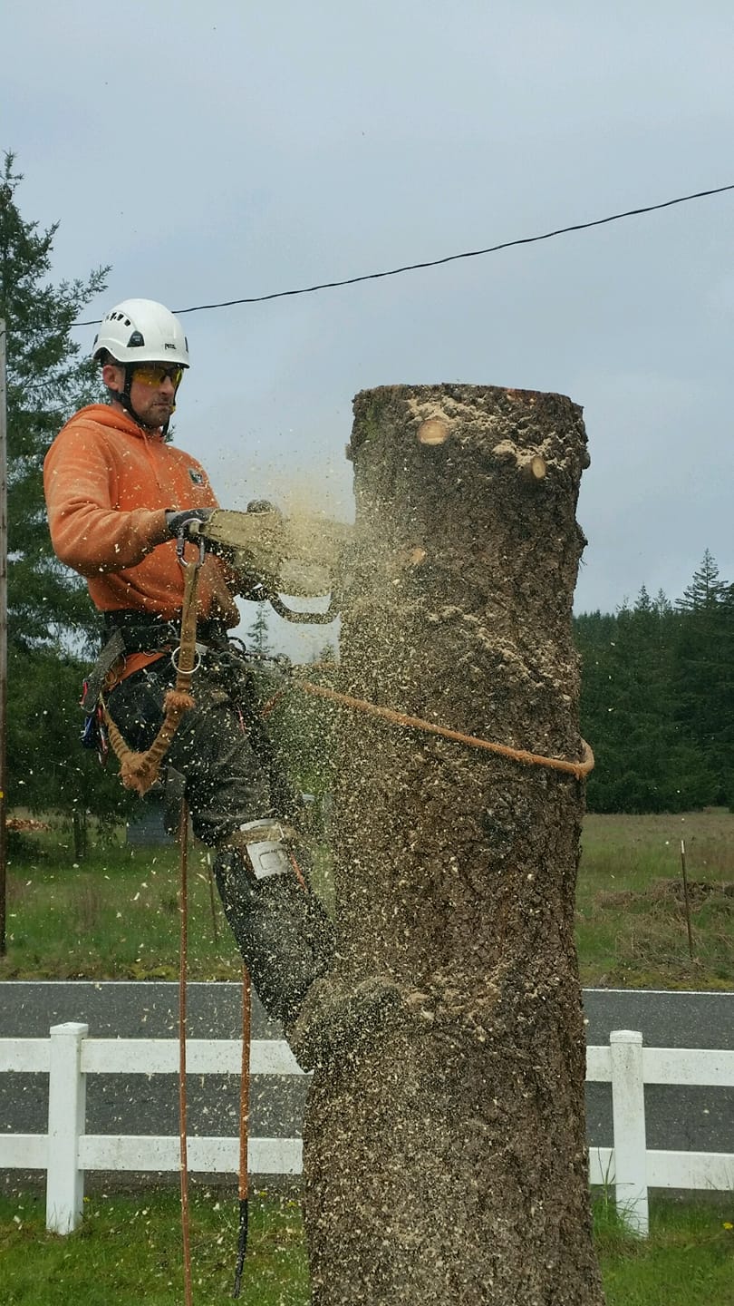Highline Tree Removal Service | Southworth WA