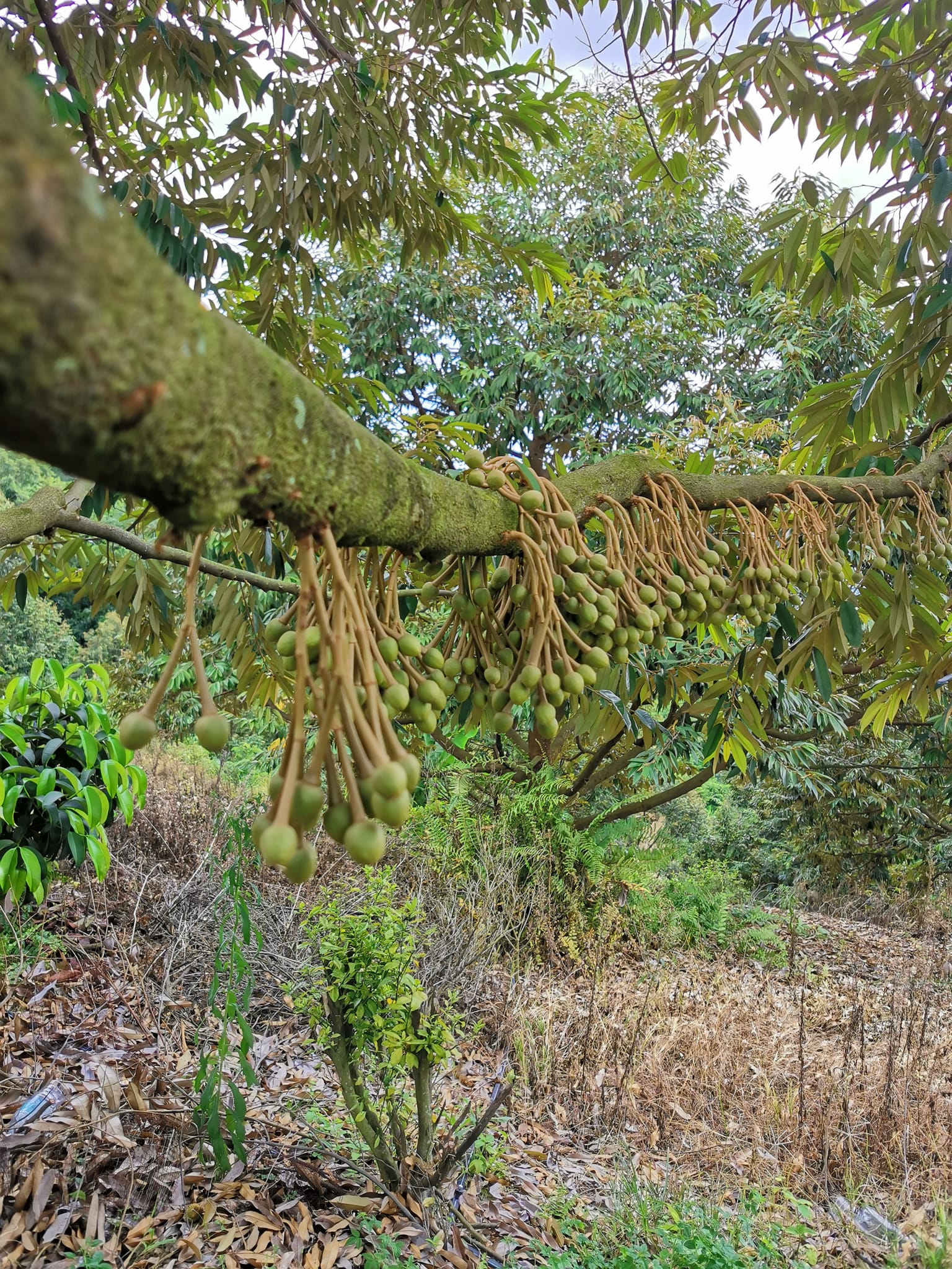 DAT Plantation Enterprise | Pasir Panjang