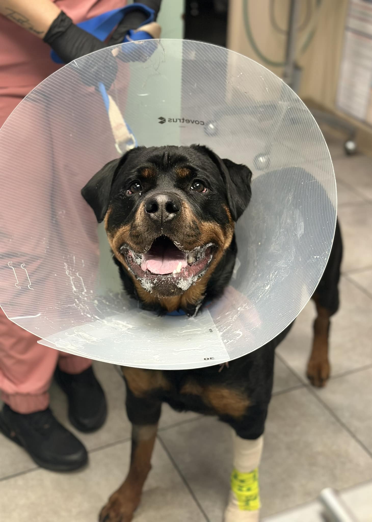 Adobe - 🐾 Merlot the Mighty Rottweiler! 🐶💪 Everyone, meet Merlot—our ...