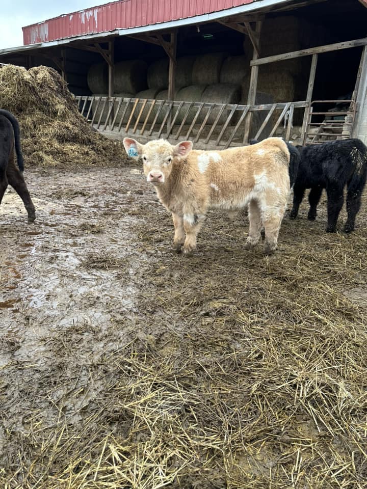 RVC Farms | Cedarville OH