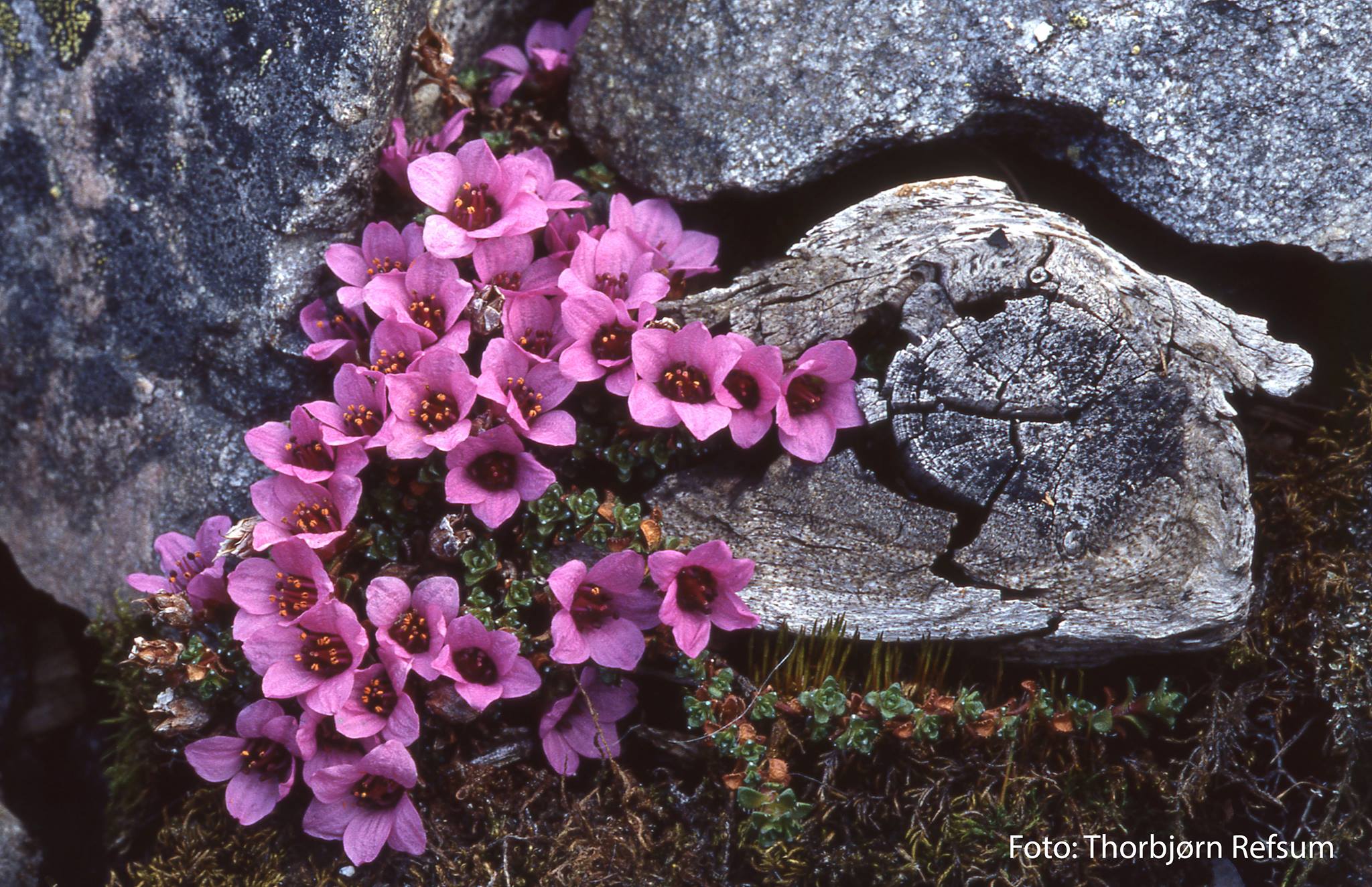 Fjellflora på din vei