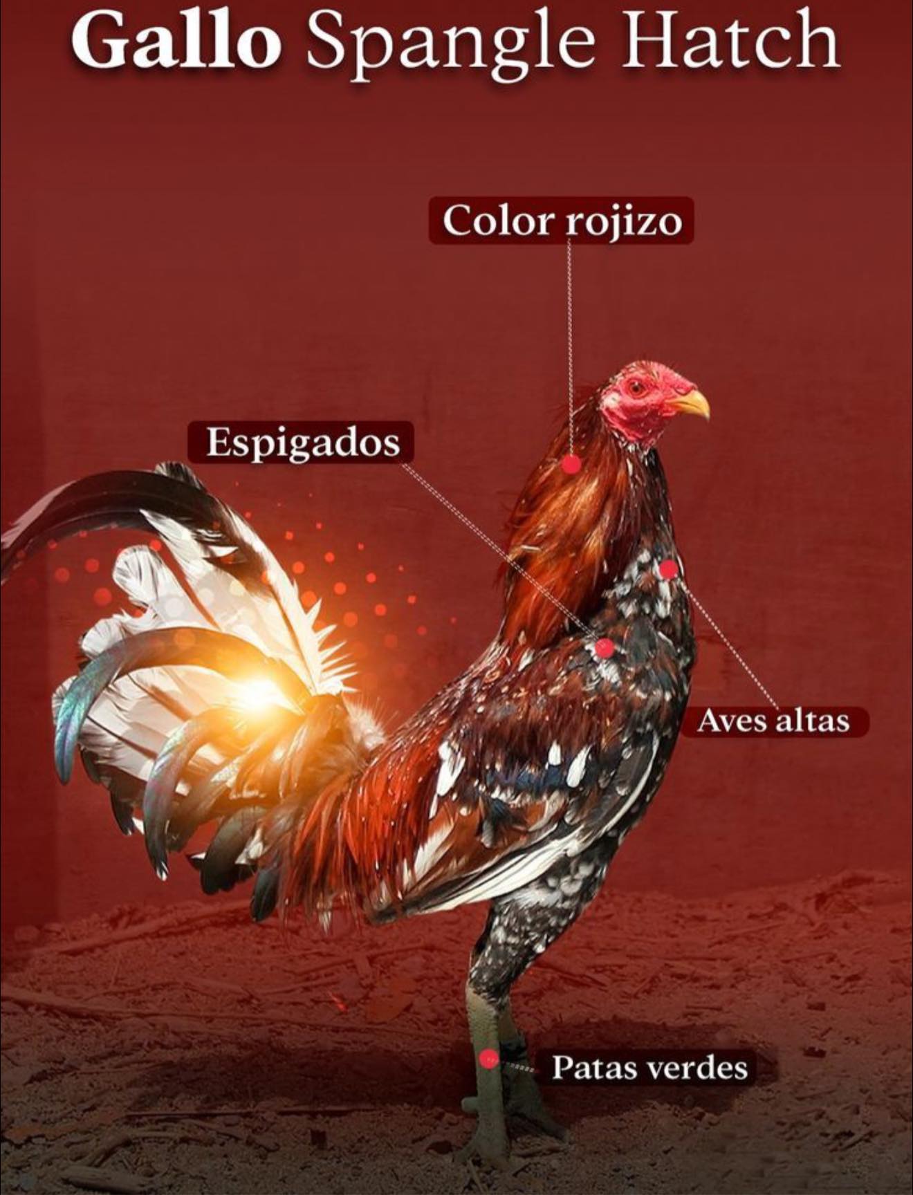 Gallos - Características del gallo spangle hatch | Facebook