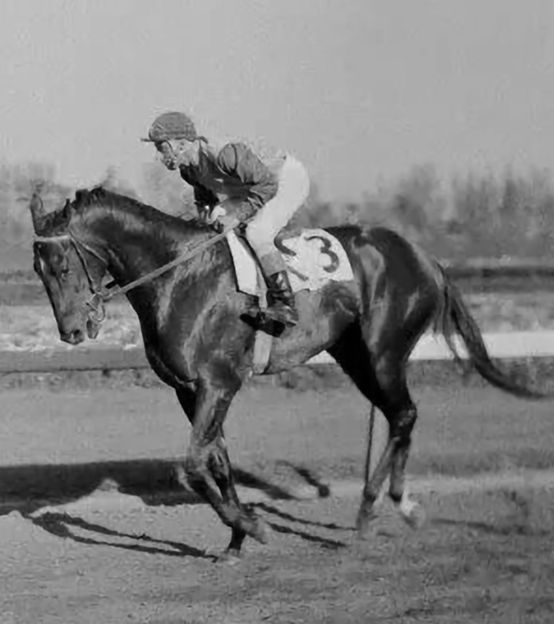 American - Bold Ruler, a legendary Thoroughbred racehorse and ...