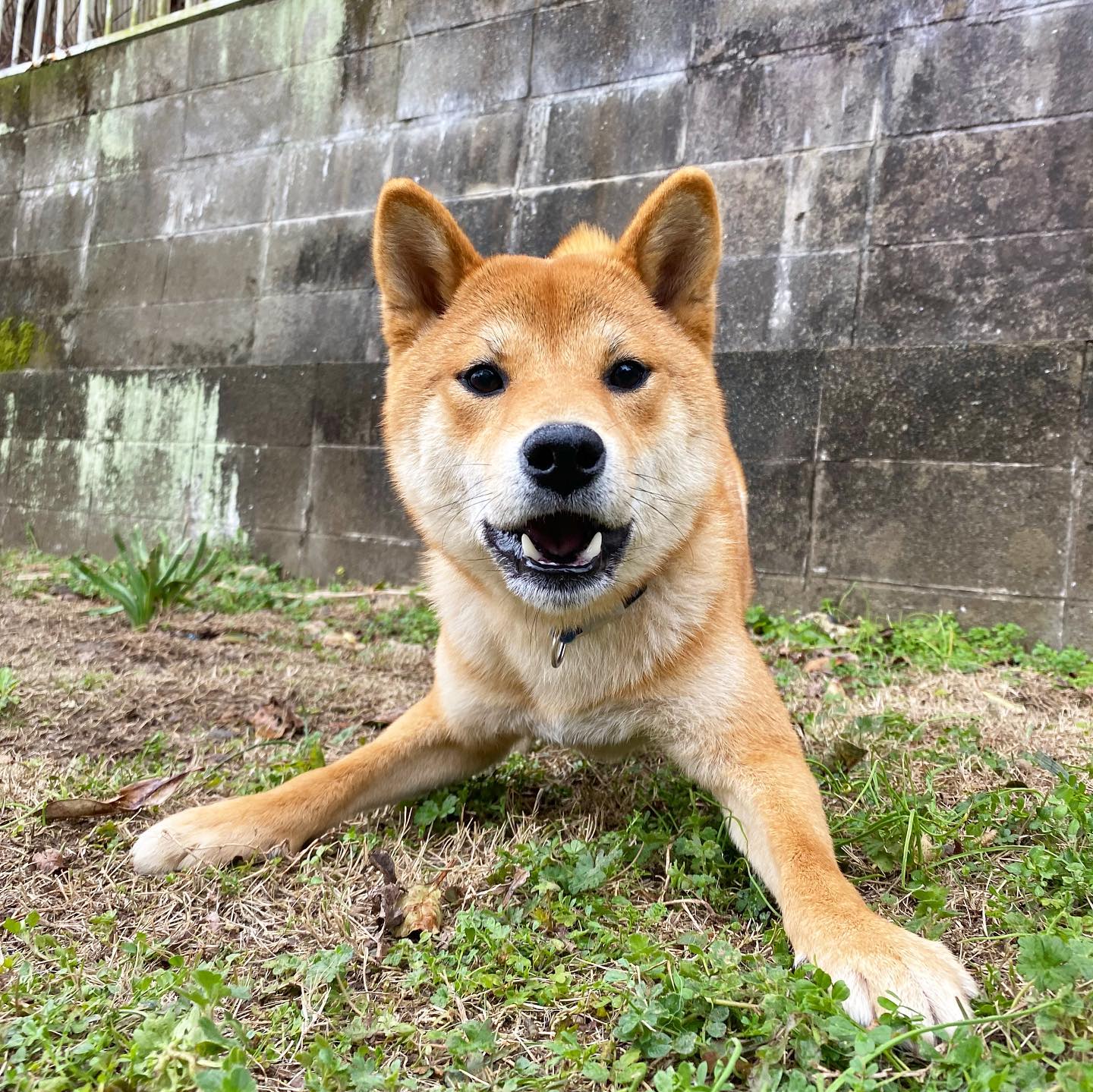 🐾ペスくん🐾 お互いに入念にご挨拶🤗！... - どっぐすくーる MOKUMOKU