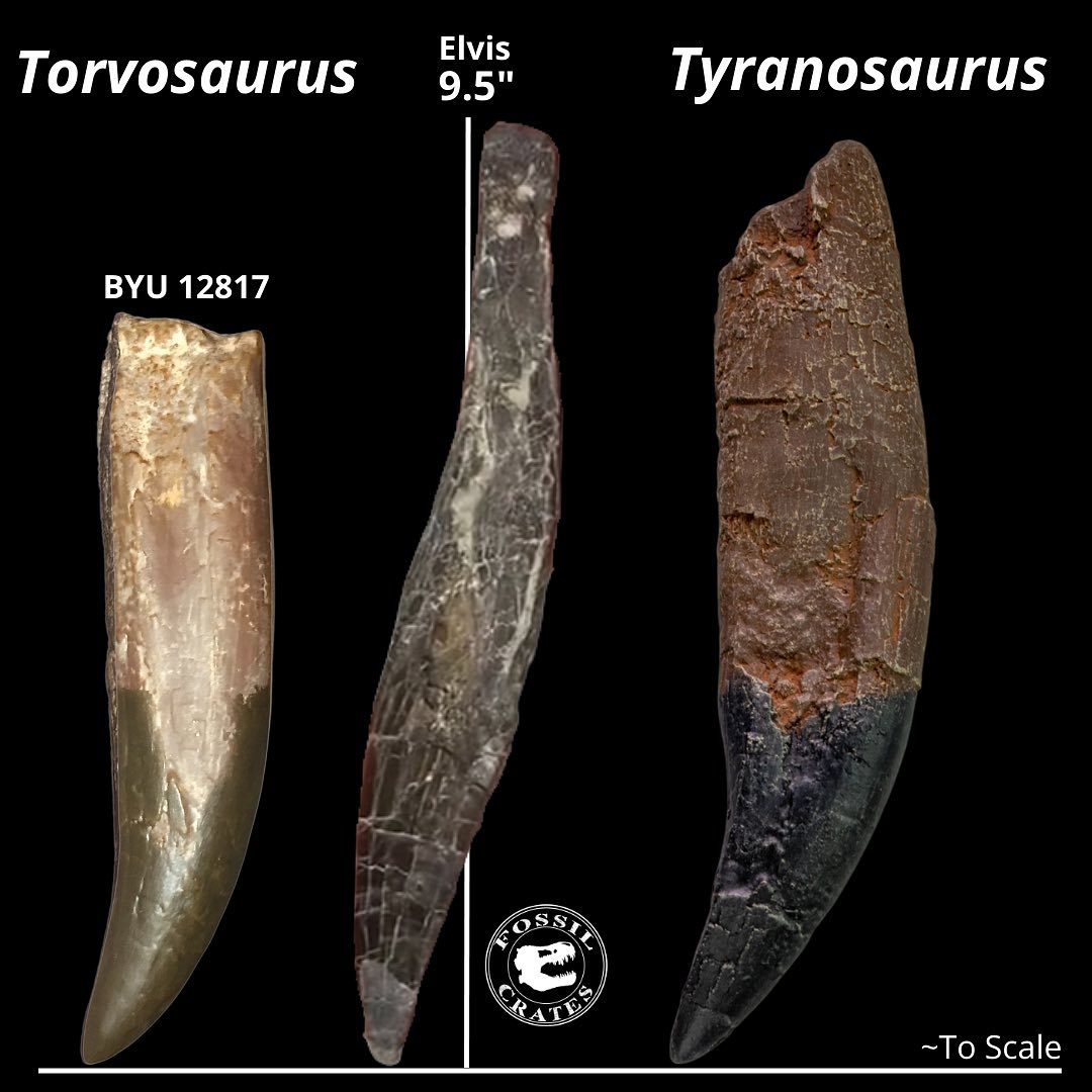 Fossil Crates - Tooth-rific! Two rooted #Torvosaurus... | Facebook