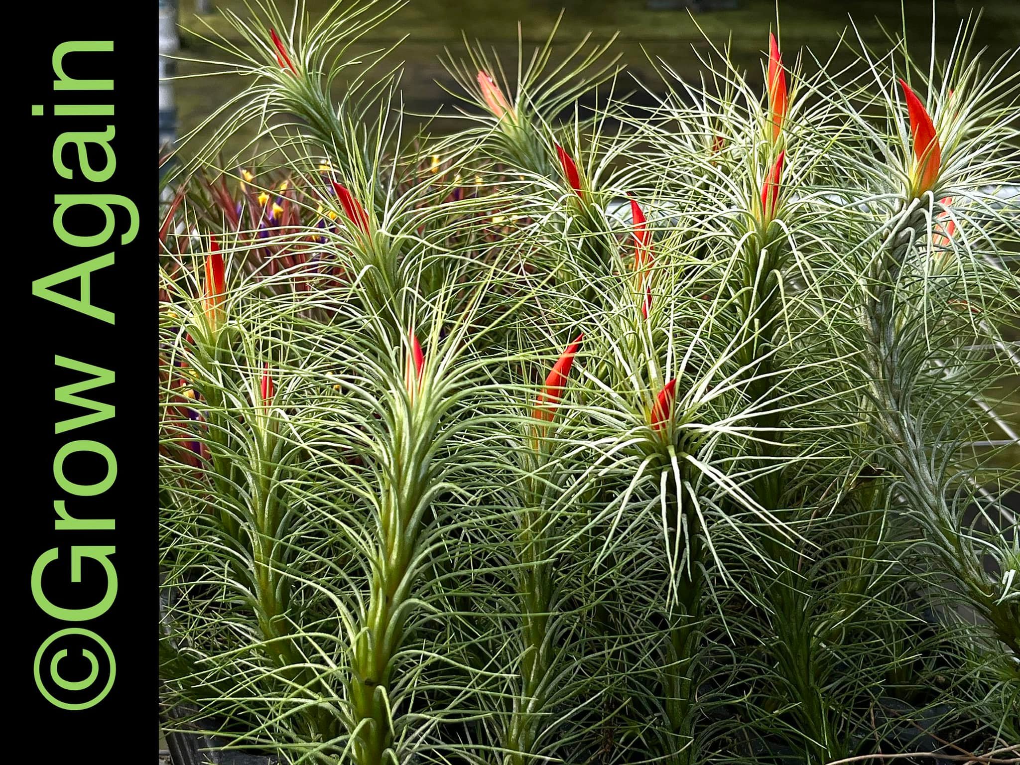 Discovering Tillandsia Domingo's Funckiana air plant