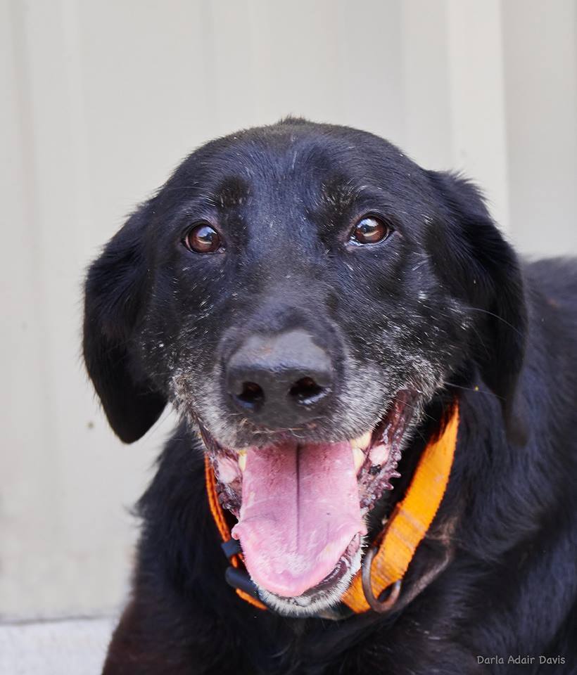Lab Rescue of Greater Richmond | Midlothian VA