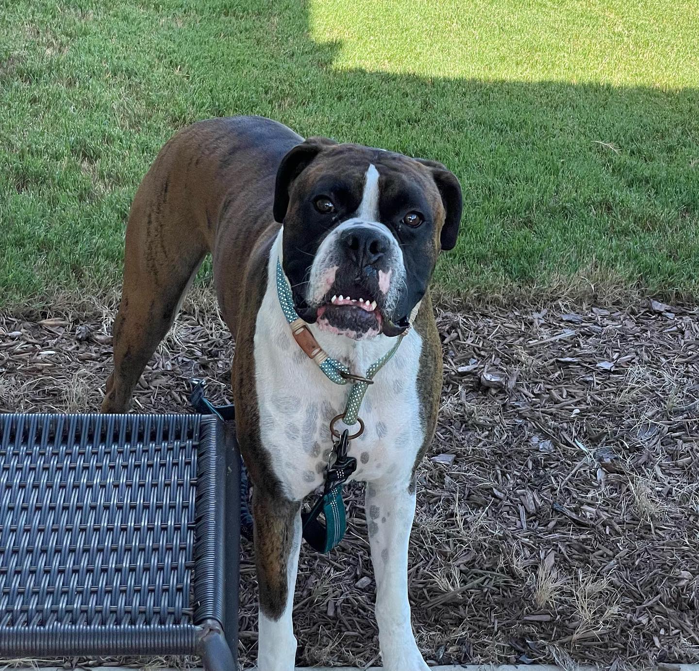 So happy for Mr. Darcy (name... - Blue Ridge Boxer Rescue | Facebook