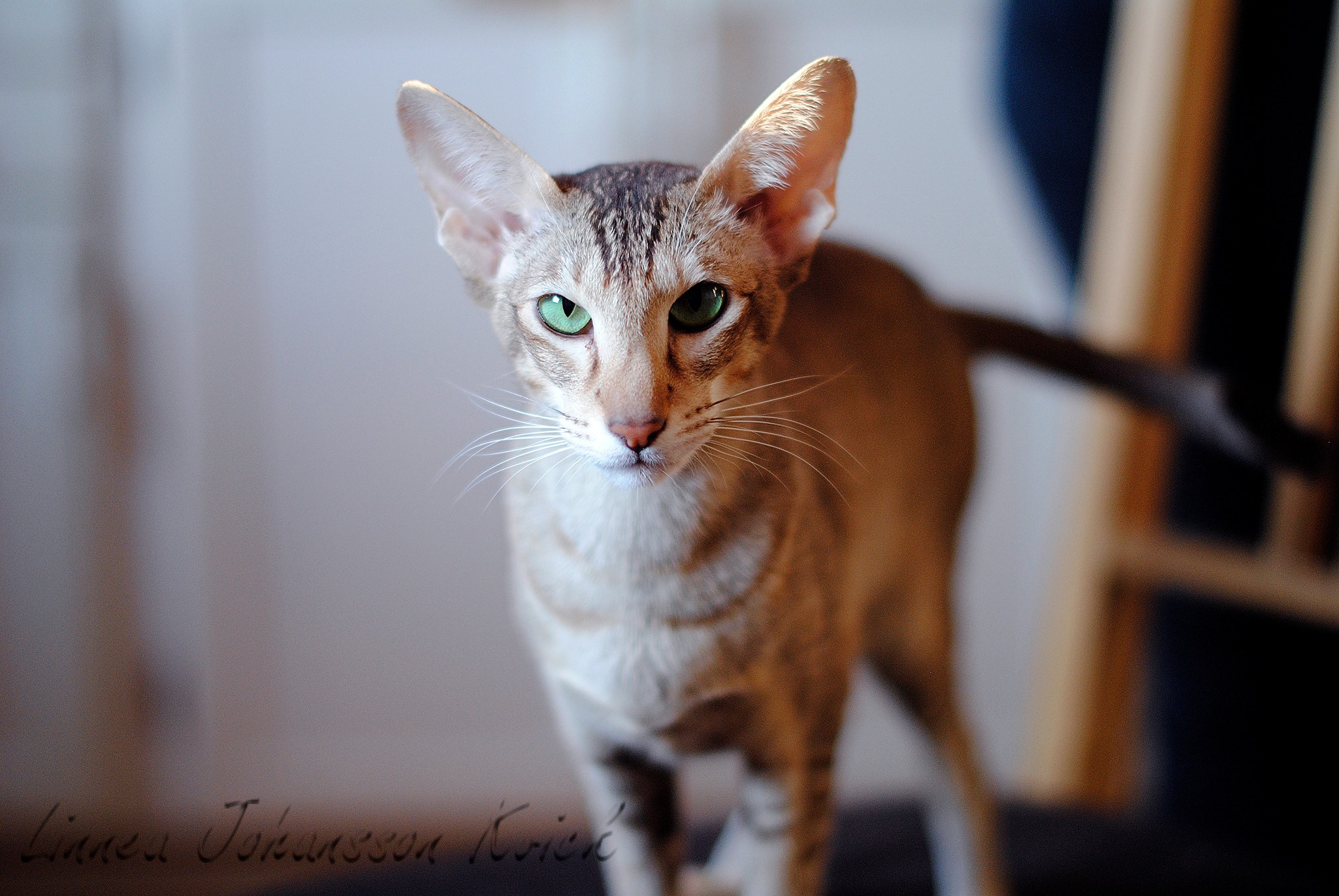 Har varit dålig att lägga ut... - Green delicious Cattery | Facebook