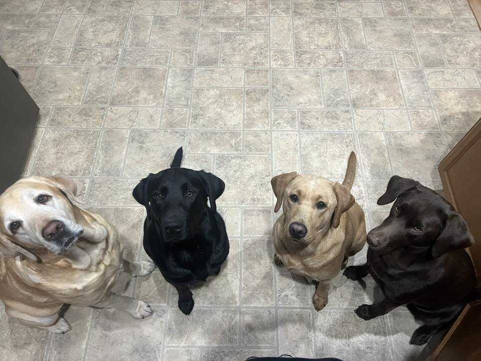 Evans Family Labradors | Facebook