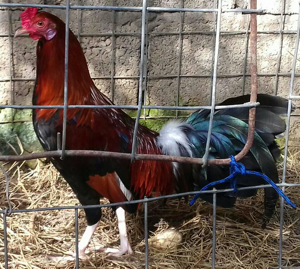 Gallos Roldán