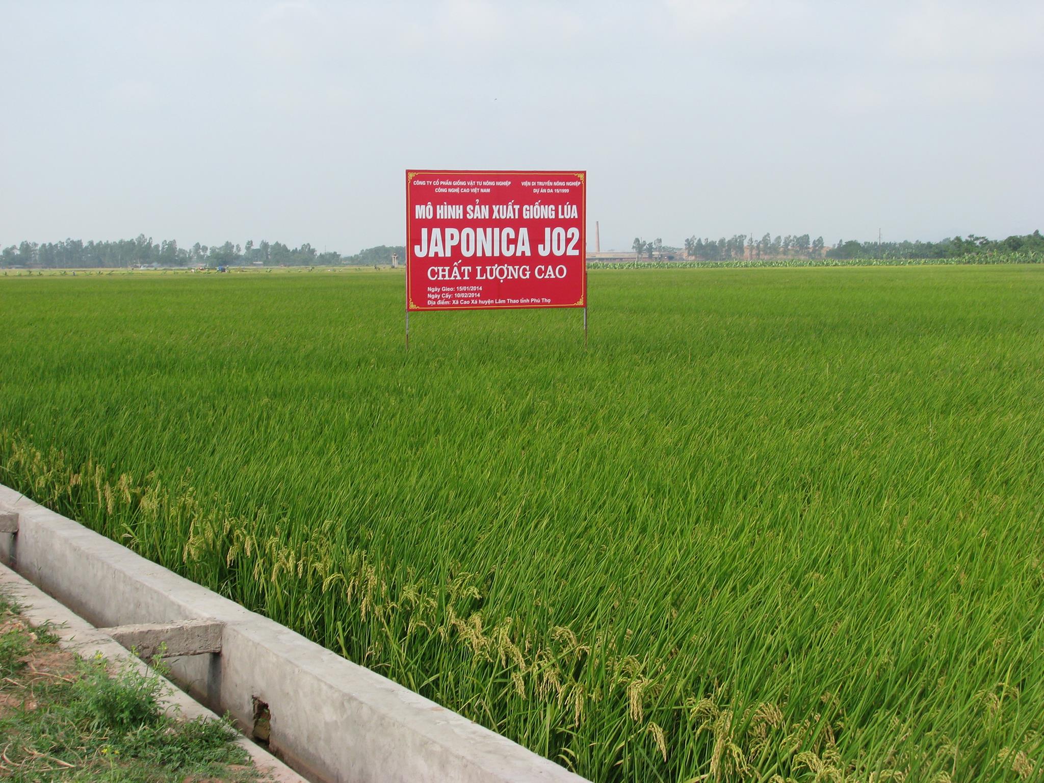 Giống lúa J02