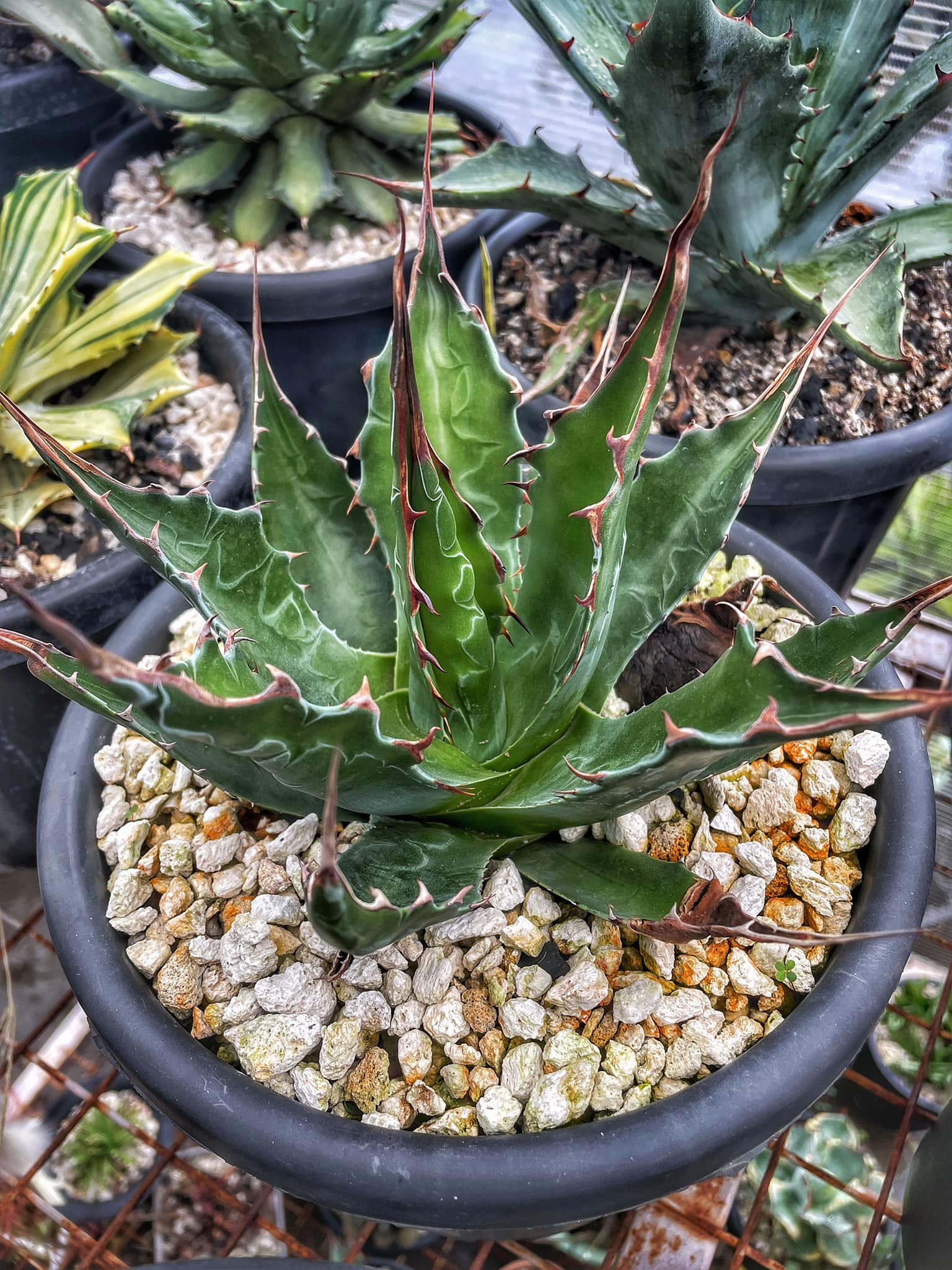 Agave Hybrid Agave Utahensis Eborispina* Montana