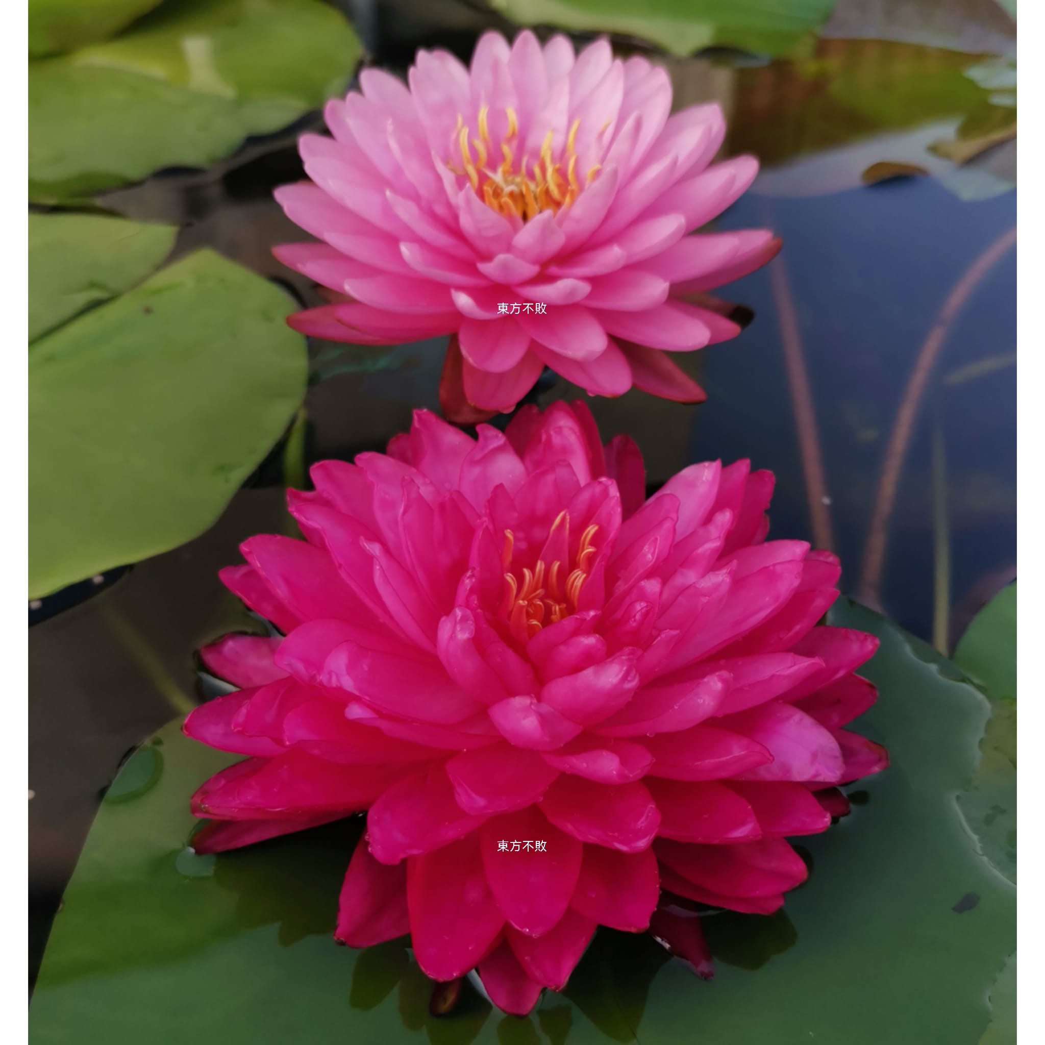 睡蓮 (Water Lily) Nymphaea L.