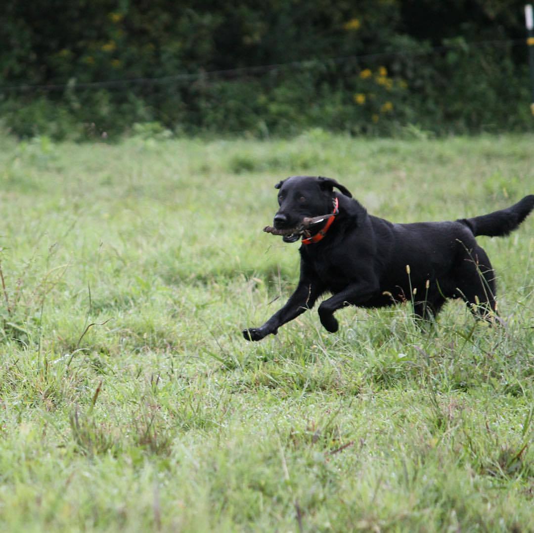 Yadkin River Pointers and Retrievers