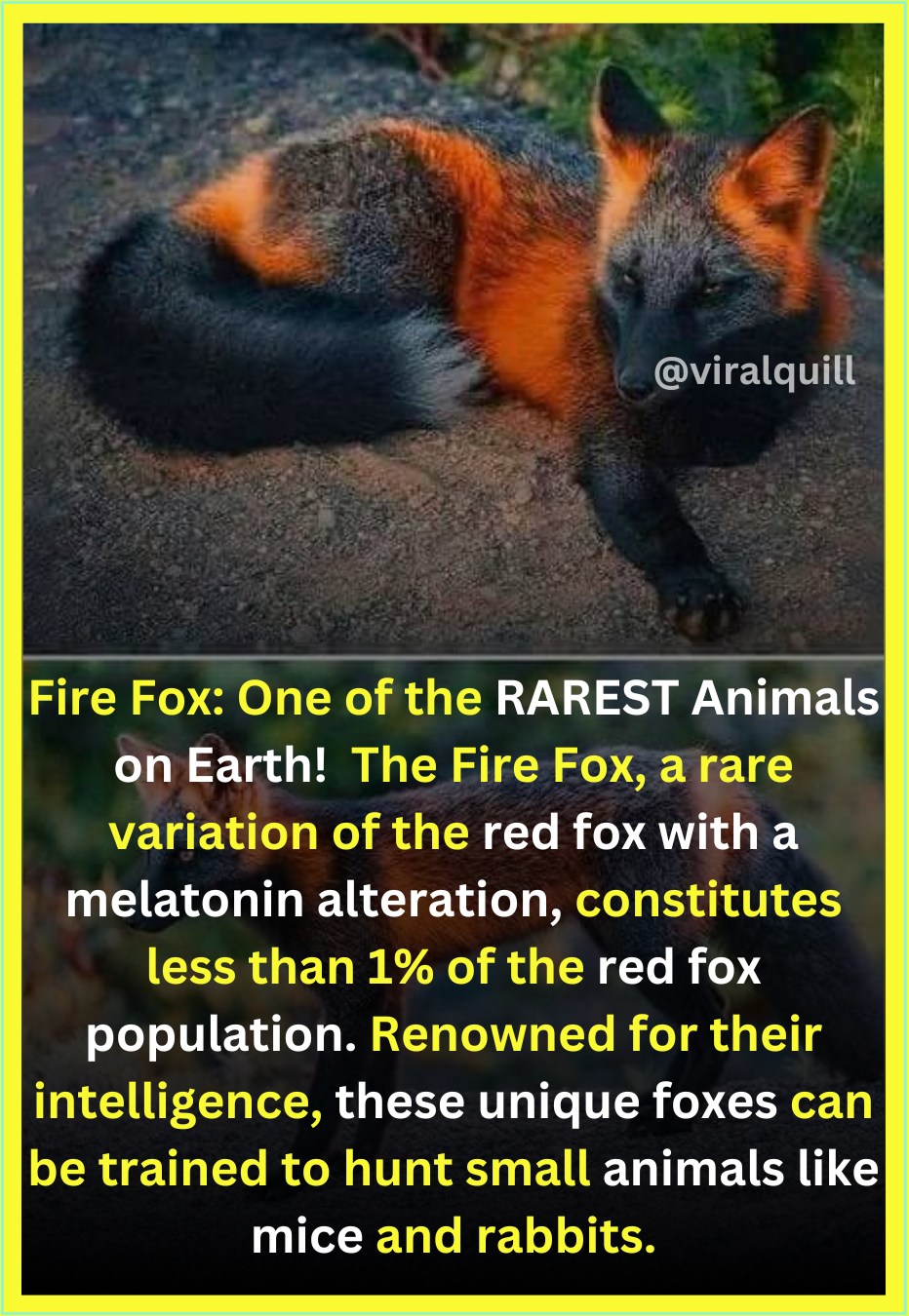 Click - Fire Fox One of the RAREST Animals on Earth! 📸 ️‍🔥 The Fire Fox ...