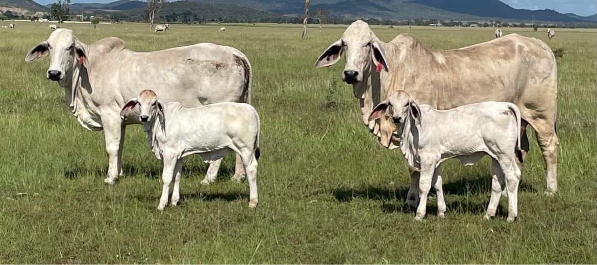 Nivlag Brahmans | Goovigen QLD