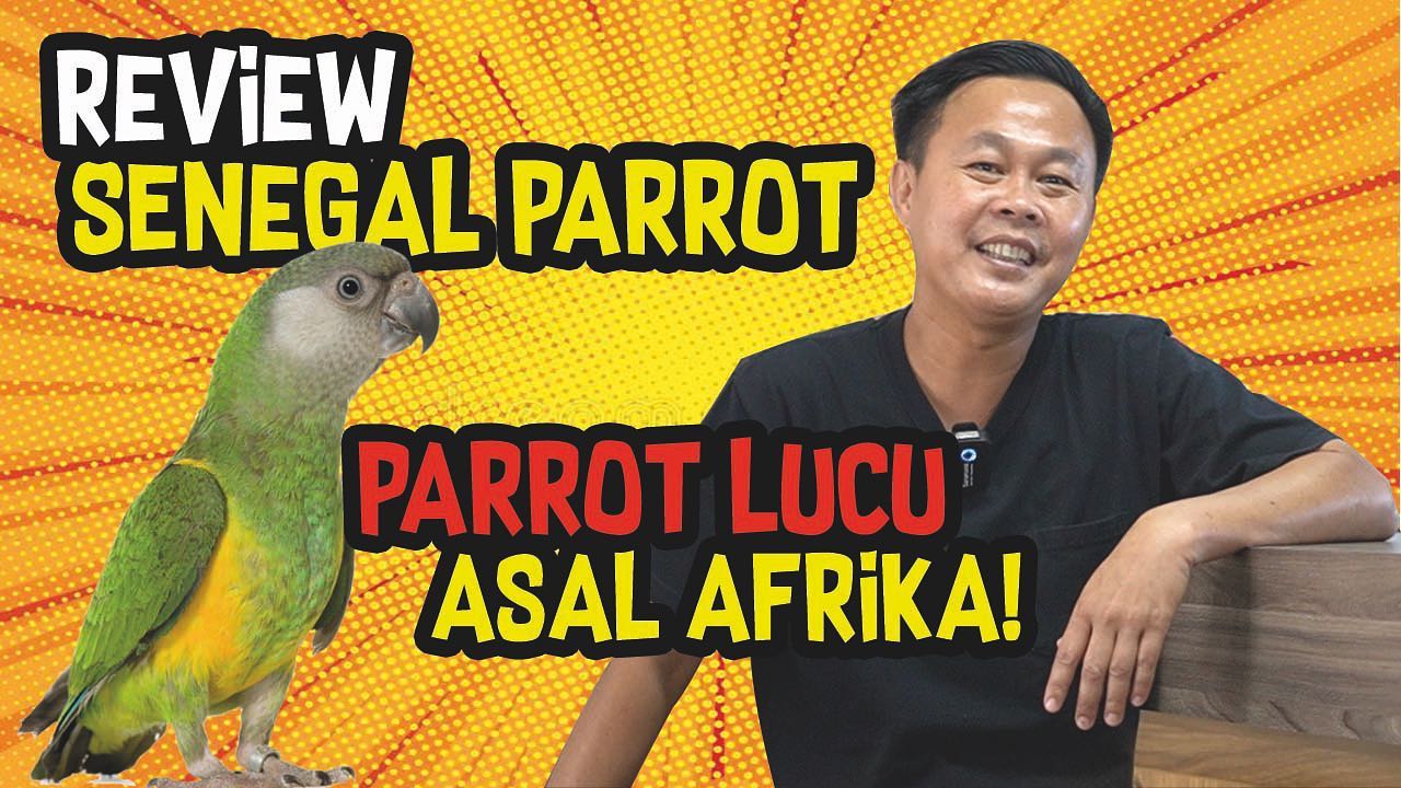 First Parrot - Chanel youtube ada di highlight 👆🏻 #firstparrot # ...