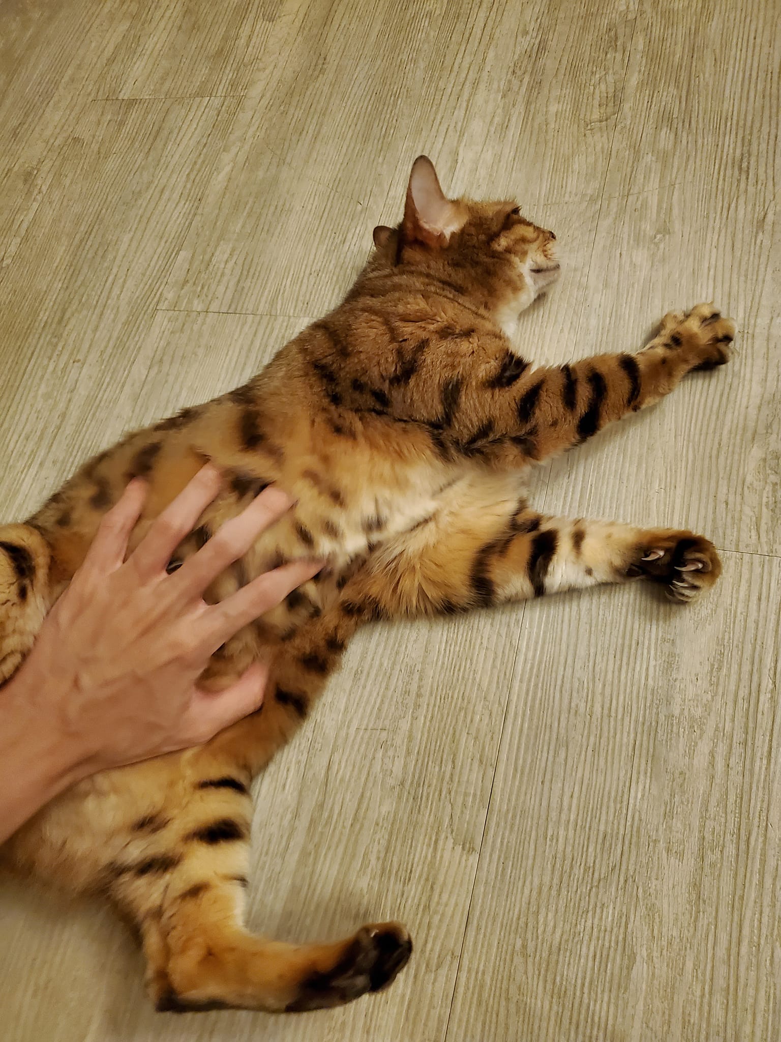 貓咪迷因cat memes - 好久沒有認真說話了 不過我盡量長話短說 被紅標了所以被降觸擊... | Facebook