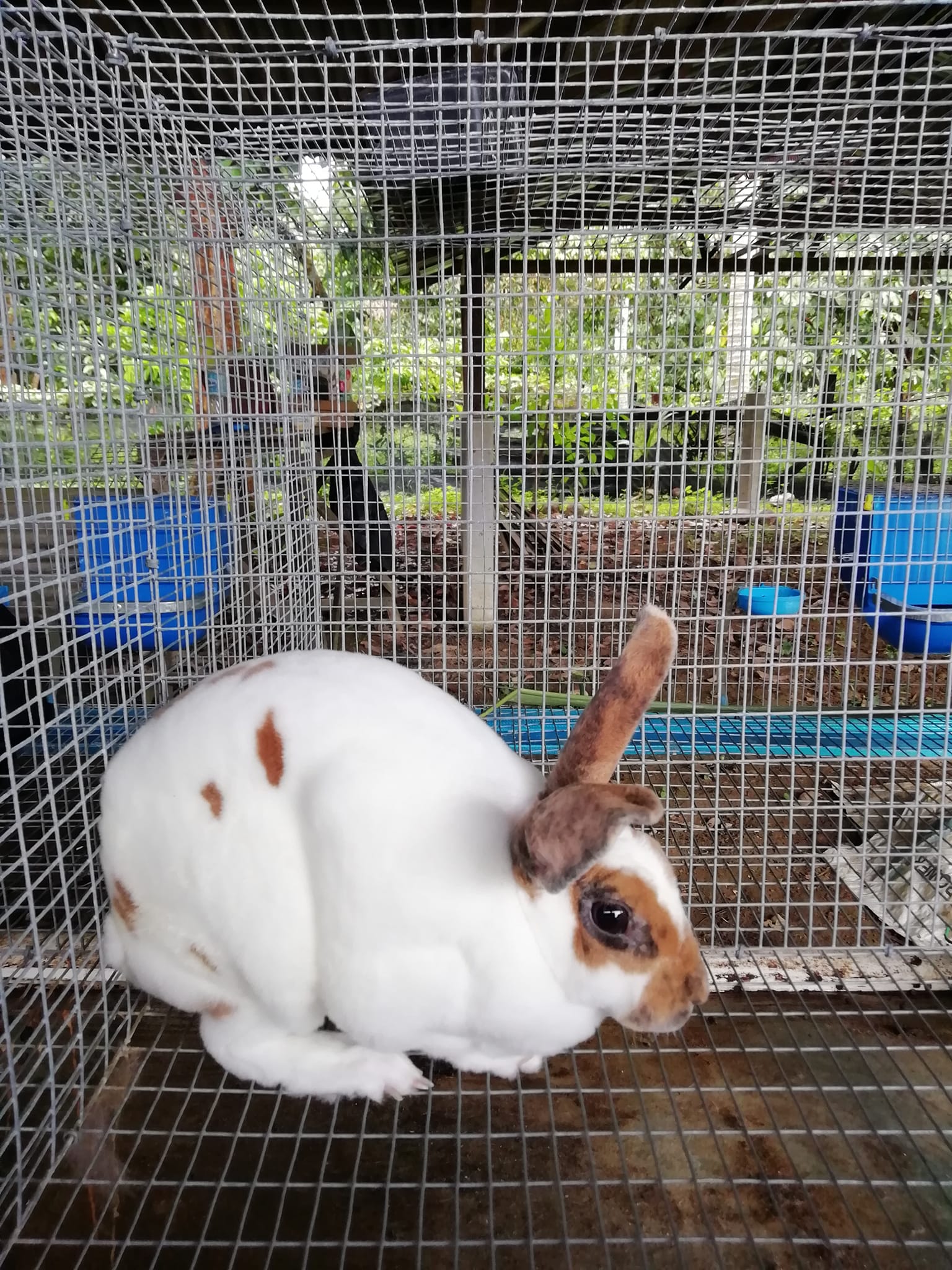 Mango Rabbit Barn